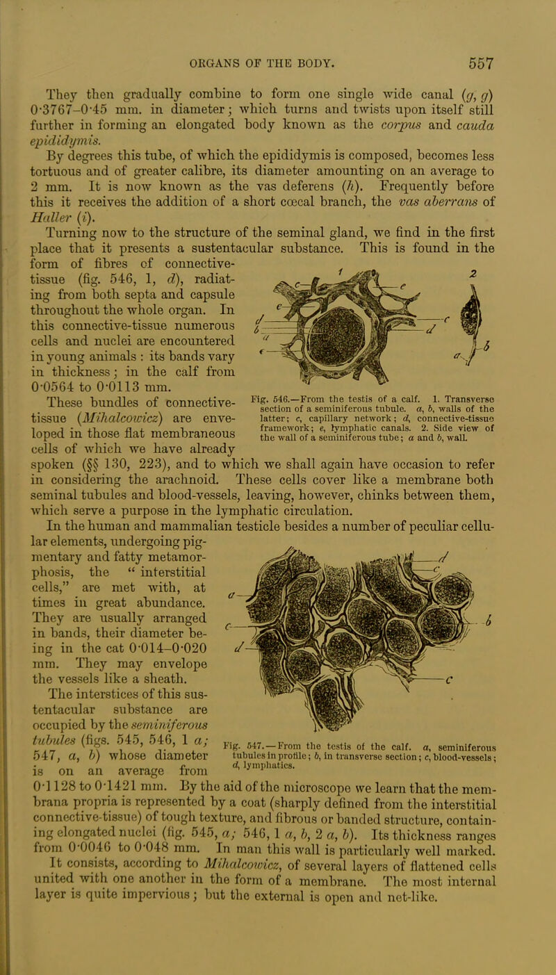 They then gradually combine to form one single wide canal (g, g) 0-3767-0-45 mm. in diameter; which turns and twists upon itself still further in forming an elongated body known as the corpus and cauda epididymis. By degrees this tube, of which the epididymis is composed, becomes less tortuous and of greater calibre, its diameter amounting on an average to 2 mm. It is now known as the vas deferens (h). Frequently before this it receives the addition of a short coecal branch, the vas aberrans of Haller (i). Turning now to the structure of the seminal gland, we find in the first place that it presents a sustentacular substance. This is found in the form of fibres of connective- tissue (fig. 546, 1, d), radiat- ing from both septa and capsule throughout the whole organ. In this connective-tissue numerous cells and nuclei are encountered in young animals : its bands vary in thickness; in the calf from 00564 to 0-0113 mm. These bundles of connective- tissue (Mihalcoivicz) are enve- loped in those flat membraneous cells of which we have already spoken (§§ 130, 223), and to which we shall again have occasion to refer in considering the arachnoid. These cells cover like a membrane both seminal tubules and blood-vessels, leaving, however, chinks between them, which serve a purpose in the lymphatic circulation. In the human and mammalian testicle besides a number of peculiar cellu- lar elements, undergoing pig- mentary and fatty metamor- phosis, the “ interstitial cells,” are met with, at times in great abundance. They are usually arranged in bands, their diameter be- ing in the cat 0,014-0,020 mm. They may envelope the vessels like a sheath. The interstices of this sus- tentacular substance are occupied by the seminiferous tubules (figs. 545, 546, 1 a; 547, a, b) whose diameter is on an average from OT128 to 0T421 mm. By the aid of the microscope we learn that the mem- brana propria is represented by a coat (sharply defined from the interstitial connective-tissue) of tough texture, and fibrous or banded structure, contain- ing elongated nuclei (fig. 545, a; 546, 1 a, b, 2 a, b). Its thickness ranges from 0-0046 to 0-048 mm. In man this wall is particularly well marked. It consists, according to Mihalcoivicz, of several layers of flattened cells united with one another in the form of a membrane. The most internal layer is quite impervious; but the external is open and net-like. Fig. 547. —From the testis of the calf, a, seminiferous tubules in profile; 6, in trunsverse section; c, blood-vessels; d, lymphatics. Fig. 546.—From the testis of a calf. 1. Transverse section of a seminiferous tubule, a, 6, walls of the latter; c, capillary network; d, connective-tissue framework; e, lymphatic canals. 2. Side view of the wall of a seminiferous tube; a and b, wall.