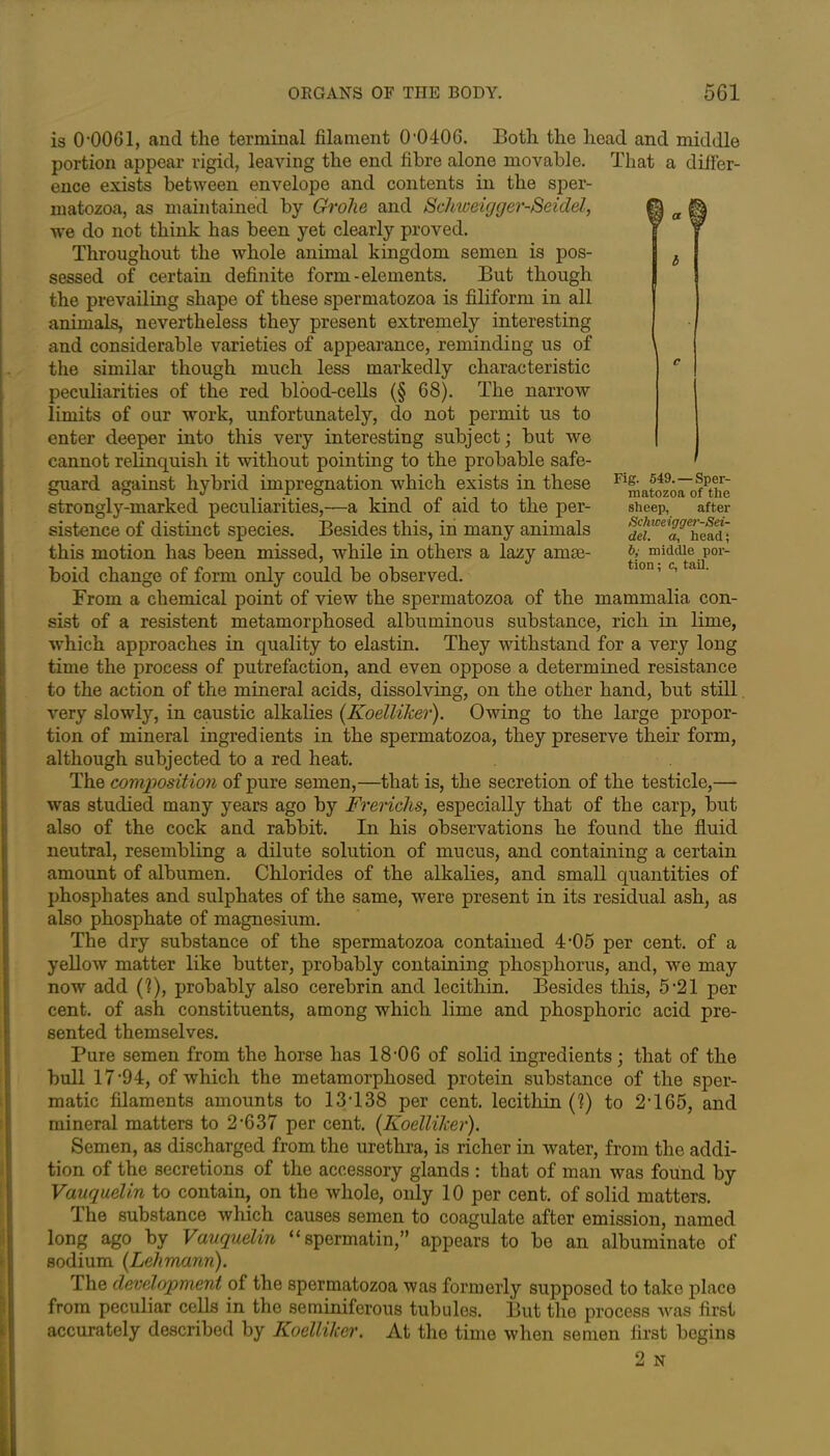 Fig. 549. — Sper- matozoa of the sheep, after Schweigger-Sei- del. a, head; t>; middle por- tion ; c, tail. is 0-0061, and the terminal filament 0-0406. Both the head and middle portion appear rigid, leaving the end fibre alone movable. That a differ- ence exists between envelope and contents in the sper- matozoa, as maintained by Grohe and ScJnoeigger-Seidel, ^ a ^ we do not think has been yet clearly proved. Throughout the whole animal kingdom semen is pos- sessed of certain definite form-elements. But though the prevailing shape of these spermatozoa is filiform in all animals, nevertheless they present extremely interesting and considerable varieties of appearance, reminding us of the similar though much less markedly characteristic peculiarities of the red blood-cells (§ 68). The narrow limits of our work, unfortunately, do not permit us to enter deeper into this very interesting subject; but we cannot relinquish it without pointing to the probable safe- guard against hybrid impregnation which exists in these strongly-marked peculiarities,—a kind of aid to the per- sistence of distinct species. Besides this, in many animals this motion has been missed, while in others a lazy amae- boid change of form only could be observed. From a chemical point of view the spermatozoa of the mammalia con- sist of a resistent metamorphosed albuminous substance, rich in lime, which approaches in quality to elastin. They withstand for a very long time the process of putrefaction, and even oppose a determined resistance to the action of the mineral acids, dissolving, on the other hand, but still. very slowly, in caustic alkalies (Koelliker). Owing to the large propor- tion of mineral ingredients in the spermatozoa, they preserve their form, although subjected to a red heat. The composition of pure semen,—that is, the secretion of the testicle,— was studied many years ago by Frerichs, especially that of the carp, but also of the cock and rabbit. In his observations he found the fluid neutral, resembling a dilute solution of mucus, and containing a certain amount of albumen. Chlorides of the alkalies, and small quantities of phosphates and sulphates of the same, were present in its residual ash, as also phosphate of magnesium. The dry substance of the spermatozoa contained 4’05 per cent, of a yellow matter like butter, probably containing phosphorus, and, we may now add (?), probably also cerebrin and lecithin. Besides this, 5'21 per cent, of ash constituents, among which lime and phosphoric acid pre- sented themselves. Pure semen from the horse has 18-06 of solid ingredients; that of the bull 17-94, of which the metamorphosed protein substance of the sper- matic filaments amounts to 13-138 per cent, lecithin (?) to 2-165, and mineral matters to 2-637 per cent. (Koelliker). Semen, as discharged from the urethra, is richer in water, from the addi- tion of the secretions of the accessory glands : that of man was found by Vauquelin to contain, on the whole, only 10 per cent, of solid matters. The substance which causes semen to coagulate after emission, named long ago by Vauquelin “spermatin,” appears to be an albuminate of sodium (Lehmann). I he development of the spermatozoa was formerly supposed to take place from peculiar cells in the seminiferous tubules. But the process was first accurately described by Koelliker. At the time when semen first begins