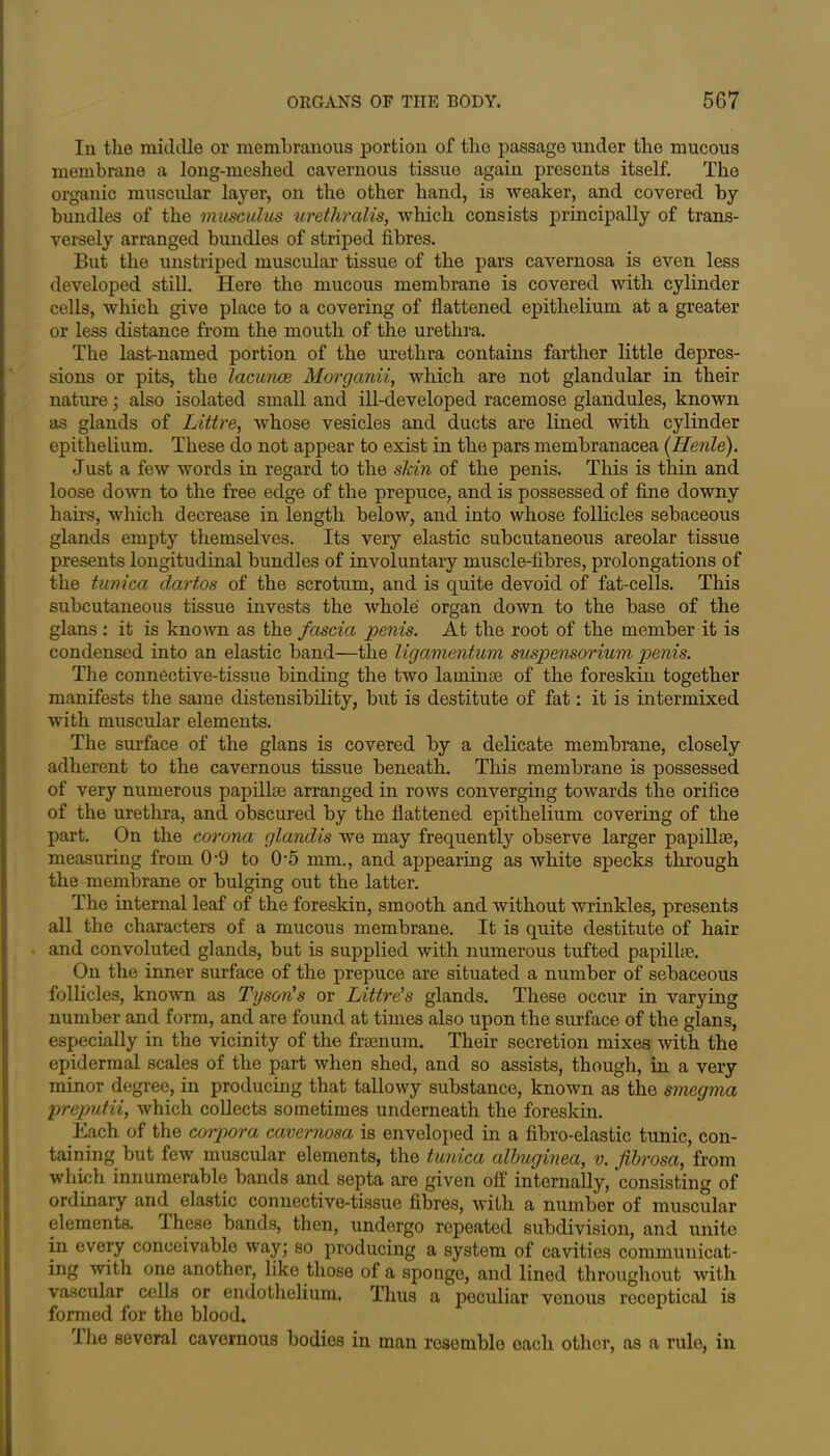In the middle or membranous portion of the passage under the mucous membrane a long-meshed cavernous tissue again presents itself. The organic muscular layer, on the other hand, is weaker, and covered by bundles of the musculus urethralis, which consists principally of trans- versely arranged bundles of striped fibres. But the unstriped muscular tissue of the pars cavernosa is even less developed still. Here the mucous membrane is covered with cylinder cells, which give place to a covering of flattened epithelium at a greater or less distance from the mouth of the urethra. The last-named portion of the urethra contains farther little depres- sions or pits, the lacunce Morganii, which are not glandular in their nature; also isolated small and ill-developed racemose glandules, known as glands of Littre, whose vesicles and ducts are lined with cylinder epithelium. These do not appear to exist in the pars membranacea (Henle). Just a few words in regard to the skin of the penis. This is thin and loose down to the free edge of the prepuce, and is possessed of fine downy hairs, which decrease in length below, and into whose follicles sebaceous glands empty themselves. Its very elastic subcutaneous areolar tissue presents longitudinal bundles of involuntary muscle-fibres, prolongations of the tunica dart,os of the scrotum, and is quite devoid of fat-cells. This subcutaneous tissue invests the whole organ down to the base of the glans : it is known as the fascia penis. At the root of the member it is condensed into an elastic band—the ligamentum suspensorium penis. The connective-tissue binding the two laminae of the foreskin together manifests the same distensibility, but is destitute of fat: it is intermixed with muscular elements. The surface of the glans is covered by a delicate membrane, closely adherent to the cavernous tissue beneath. This membrane is possessed of very numerous papillae arranged in rows converging towards the orifice of the urethra, and obscured by the flattened epithelium covering of the part. On the corona glandis we may frequently observe larger papillae, measuring from 0-9 to 0'5 mm., and appearing as white specks through the membrane or bulging out the latter. The internal leaf of the foreskin, smooth and without wrinkles, presents all the characters of a mucous membrane. It is quite destitute of hair and convoluted glands, but is supplied with numerous tufted papillae. On the inner surface of the prepuce are situated a number of sebaceous follicles, known as Tyson's or Littre's glands. These occur in varying number and form, and are found at times also upon the surface of the glans, especially in the vicinity of the fraenum. Their secretion mixes with the epidermal scales of the part when shed, and so assists, though, in a very minor degree, in producing that tallowy substance, known as the smegma preputii, which collects sometimes underneath the foreskin. Each of the corpora cavernosa is enveloped in a fibro-elastic tunic, con- taining but few muscular elements, the tunica albuginea, v. fibrosa, from which innumerable bands and septa are given off internally, consisting of ordinary and elastic connective-tissue fibres, with a number of muscular elements. These bands, then, undergo repeated subdivision, and unite in every conceivable way; so producing a system of cavities communicat- ing with one another, like those of a sponge, and lined throughout with vascular cells or endothelium. Thus a peculiar venous receptical is formed for the blood. The several cavernous bodies in man resemble each other, as a rule, in