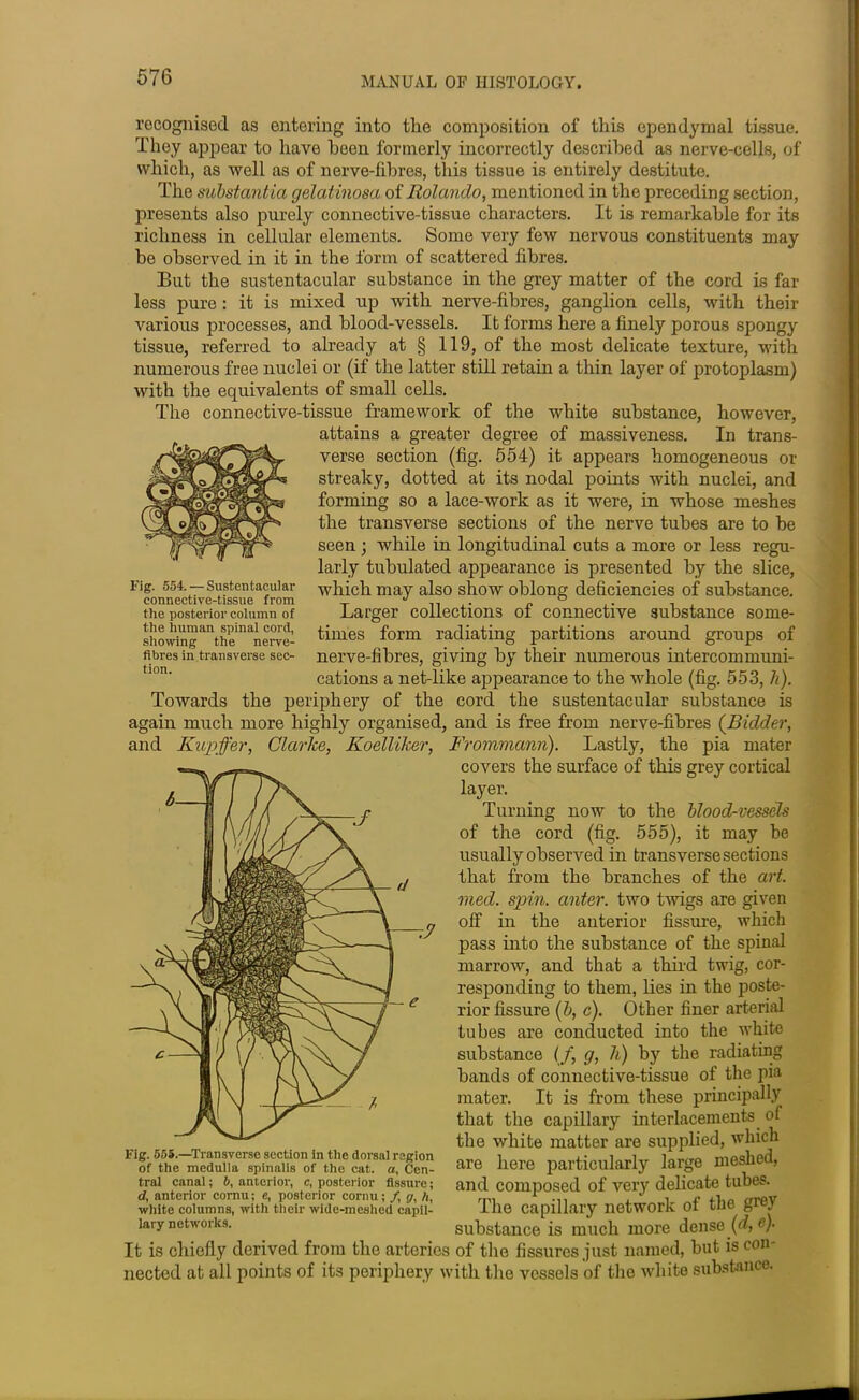 recognised as entering into the composition of this ependymal tissue. They appear to have been formerly incorrectly described as nerve-cells, of which, as well as of nerve-fibres, this tissue is entirely destitute. The substantia gelatinosa of Rolando, mentioned in the preceding section, presents also purely connective-tissue characters. It is remarkable for its richness in cellular elements. Some very few nervous constituents may be observed in it in the form of scattered fibres. But the sustentacular substance in the grey matter of the cord is far less pure : it is mixed up with nerve-fibres, ganglion cells, with their various processes, and blood-vessels. It forms here a finely porous spongy tissue, referred to already at § 119, of the most delicate texture, with numerous free nuclei or (if the latter still retain a thin layer of protoplasm) with the equivalents of small cells. The connective-tissue framework of the white substance, however, attains a greater degree of massiveness. In trans- verse section (fig. 554) it appears homogeneous or streaky, dotted at its nodal points with nuclei, and forming so a lace-work as it were, in whose meshes the transverse sections of the nerve tubes are to be seen; while in longitudinal cuts a more or less regu- larly tubulated appearance is presented by the slice, which may also show oblong deficiencies of substance. Larger collections of connective substance some- times form radiating partitions around groups of nerve-fibres, giving by their numerous intercommuni- cations a net-like appearance to the whole (fig. 553, li). Towards the periphery of the cord the sustentacular substance is again much more highly organised, and is free from nerve-fibres (.Bidder, and Kupffer, Clarice, Koelliker, Frommann). Lastly, the pia mater covers the surface of this grey cortical layer. Turning now to the blood-vessels of the cord (fig. 555), it may be usually observed in transverse sections that from the branches of the art. vied. spin, anter. two twigs are given off in the anterior fissure, which pass into the substance of the spinal marrow, and that a third twig, cor- responding to them, lies in the poste- rior fissure (b, c). Other finer arterial tubes are conducted into the white substance (/, g, h) by the radiating bands of connective-tissue of the pia mater. It is from these principally that the capillary interlacements, oi the white matter are supplied, which are here particularly large meshed, and composed of very delicate tubes. The capillary network of the grey substance is much more dense (d, c). It is chiefly derived from the arteries of the fissures just named, but is con- nected at all points of its periphery with the vessels of the white substance. Fig. 555.—Transverse section in the dorsal region of the medulla spinalis of the cat. a, Cen- tral canal; 5, anterior, c, posterior fissure; d, anterior comu; e, posterior cornu; f g, h, white columns, with their wide-meshed capil- lary networks. Fig. 554. — Sustentacular connective-tissue from the posterior column of the human spinal cord, showing the nerve- fibres in transverse sec- tion.