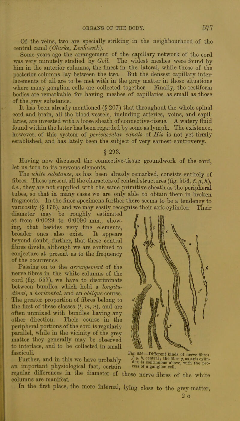 Of the veins, two are specially striking in the neighbourhood of the central canal (Clarke, Lenhosselc). Some years ago the arrangement of the capillary network of the cord was very minutely studied by Gull. The widest meshes were found by him in the anterior columns, the finest in the lateral, while those of the posterior columns lay between the two. But the densest capillary inter- lacements of all are to be met with in the grey matter in those situations where many ganglion cells are collected together. Finally, the restiform bodies are remarkable for having meshes of capillaries as small as those of the grey substance. It has been already mentioned (§ 207) that throughout the whole spinal cord and brain, all the blood-vessels, including arteries, veins, and capil- laries, are invested with a loose sheath of connective-tissue. A watery fluid found within the latter has been regarded by some as lymph. The existence, however, of this system of perivascular canals of His is not yet firmly established, and has lately been the subject of very earnest controversy. § 293. Having now discussed the connective-tissue groundwork of the cord, let us turn to its nervous elements. The white substance, as has been already remarked, consists entirely of fibres. These present all the characters of central structures (fig. 556, /, g, h), i.e., they are not supplied with the same primitive sheath as the peripheral tubes, so that in many cases we are only able to obtain them in broken fragments. In the finer specimens further there seems to be a tendency to varicosity (§ 176),. and we may easily recognise their axis cylinder. Their diameter may be roughly estimated at from 0-0029 to 00090 mm., show- ing, that besides very fine elements, broader ones also exist. It appears beyond doubt, further, that these central fibres divide, although we are confined to conjecture at present as to the frequency of the occurrence. Passing on to the arrangement of the nerve fibres in the white columns of the cord (fig. 557), we have to discriminate between bundles which hold a longitu- dinal, a horizontal, and an oblique course. The greater proportion of fibres belong to the first of these classes (l, m, n), and are often unmixed with bundles having any other direction. Their course in the peripheral portions of the cord is regularl}'- parallel, while in the vicinity of the grey matter they generally may be observed to interlace, and to be collected in small fasciculi. Further, and in this we have probably an important physiological fact, certain regular differences in the diameter of those nerve fibres of the white columns are manifest. In the first place, the more internal, lying close to the grey matter, Fig. 556.—Different kinds of nerve fibres /, g, h, central; the fibre g, as axis cylin- der, Is continuous above, with the pro- cess of a ganglion cell. O