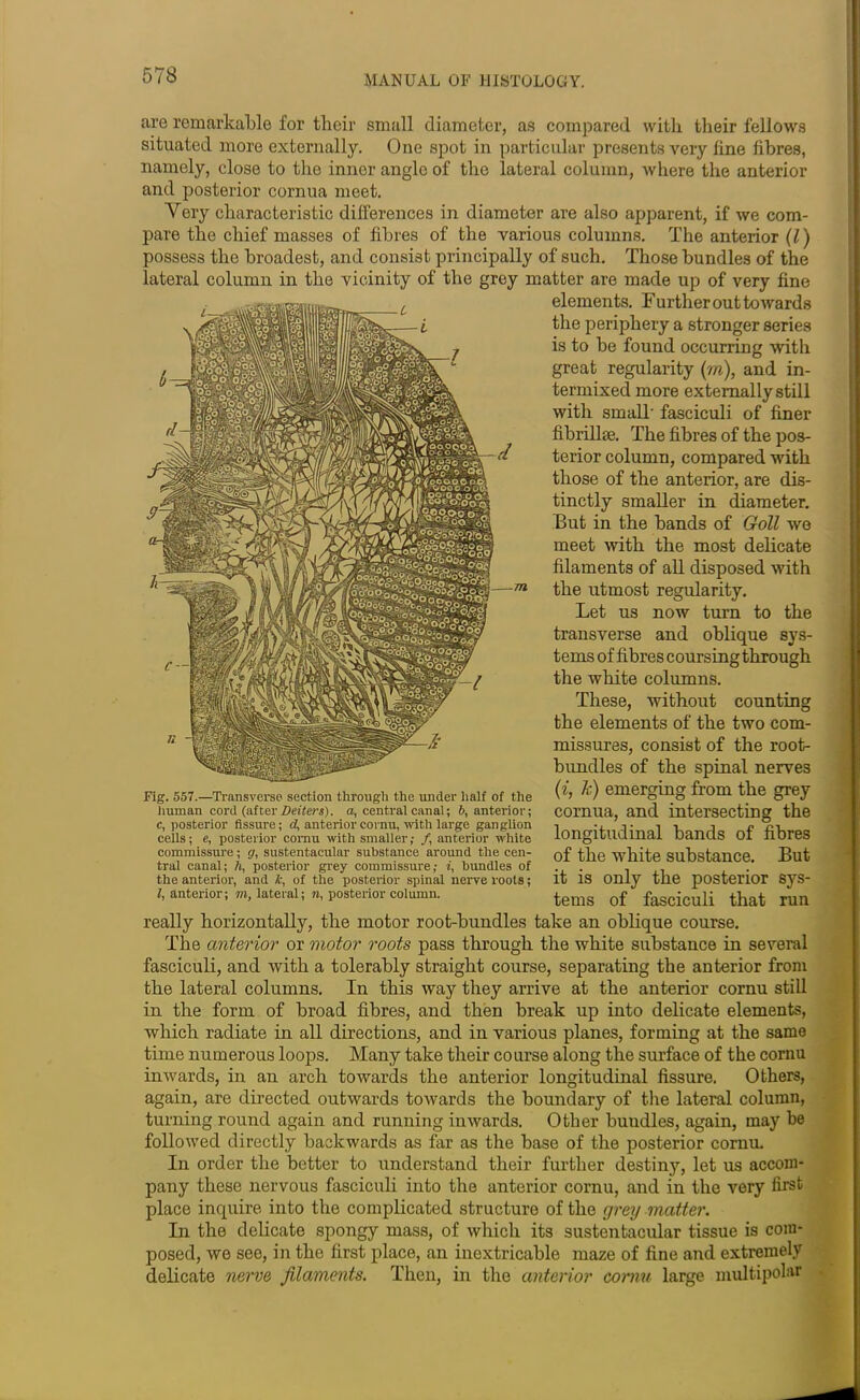 are remarkable for their small diameter, as compared with their fellows situated more externally. One spot in particular presents very fine fibres, namely, close to the inner angle of the lateral column, where the anterior and posterior cornua meet. Very characteristic differences in diameter are also apparent, if we com- pare the chief masses of fibres of the various columns. The anterior (l) possess the broadest, and consist principally of such. Those bundles of the lateral column in the vicinity of the grey matter are made up of very fine elements. Further out towards the periphery a stronger series is to be found occurring with great regularity (m), and in- termixed more externally still with small- fasciculi of finer fibrillse. The fibres of the pos- terior column, compared with those of the anterior, are dis- tinctly smaller in diameter. But in the bands of Goll we meet with the most delicate filaments of all disposed with the utmost regularity. Let us now turn to the transverse and oblique sys- tems of fibres coursing through the white columns. These, without counting the elements of the two com- missures, consist of the root- bundles of the spinal nerves (i, J() emerging from the grey cornua, and intersecting the longitudinal bands of fibres of the white substance. But it is only the posterior sys- tems of fasciculi that run really horizontally, the motor root-bundles take an oblique course. The anterior or motor roots pass through the white substance in several fasciculi, and with a tolerably straight course, separating the anterior from the lateral columns. In this way they arrive at the anterior cornu still in the form of broad fibres, and then break up into delicate elements, which radiate in all directions, and in various planes, forming at the same time numerous loops. Many take their course along the surface of the cornu inwards, in an arch towards the anterior longitudinal fissure. Others, again, are directed outwards towards the boundary of the lateral column, turning round again and running inwards. Other buudles, again, may be followed directly backwards as far as the base of the posterior cornu. In order the better to understand their further destiny, let us accom- pany these nervous fasciculi into the anterior cornu, and in the very first place inquire into the complicated structure of the grey matter. In the delicate spongy mass, of which its sustentacular tissue is com- posed, we see, in the first place, an inextricable maze of fine and extremely delicate nerve filaments. Then, in the anterior cornu large multipolar Fig. 557.—Transverse section through the under half of the human cord (after Defiers), a, central canal; b, anterior; c, posterior fissure; d, anterior cornu, with large ganglion cells; e, posterior comu with smaller; /, anterior white commissure; g, sustentacular substance around the cen- tral canal; h, posterior grey commissure; i, bundles of the anterior, and k, of the posterior spinal nerve roots; l, anterior; m, lateral; n, posterior column.