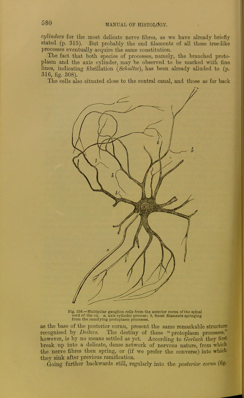 cylinders for the most delicate nerve fibres, as we have already briefly stated (p. 315). But probably the end filaments of all these tree-like processes eventually acquire the same constitution. The fact that both species of processes, namely, the branched proto- plasm and the axis cylinder, may be observed to be marked with fine lines, indicating fibrillation ('Schultze), has been already alluded to (p. 316, fig. 308). The cells also situated close to the central canal, and those as far back Fig. 558.—Multipolar ganglion cells from the anterior cornu of the spinal cord of the ox. a, axis cylinder process; 6, finest filaments springing from the ramifying protoplasm processes. as the base of the posterior cornu, present the same remarkable structure recognised by Deiters. The destiny of these “protoplasm processes.” however, is by no means settled as yet. According to Gerlach they first break up into a delicate, dense network of nervous nature, from which the nerve fibres then spring, or (if we prefer the converse) into which they sink after previous ramification. Going further backwards still, regularly into the posterior cornu (fig*