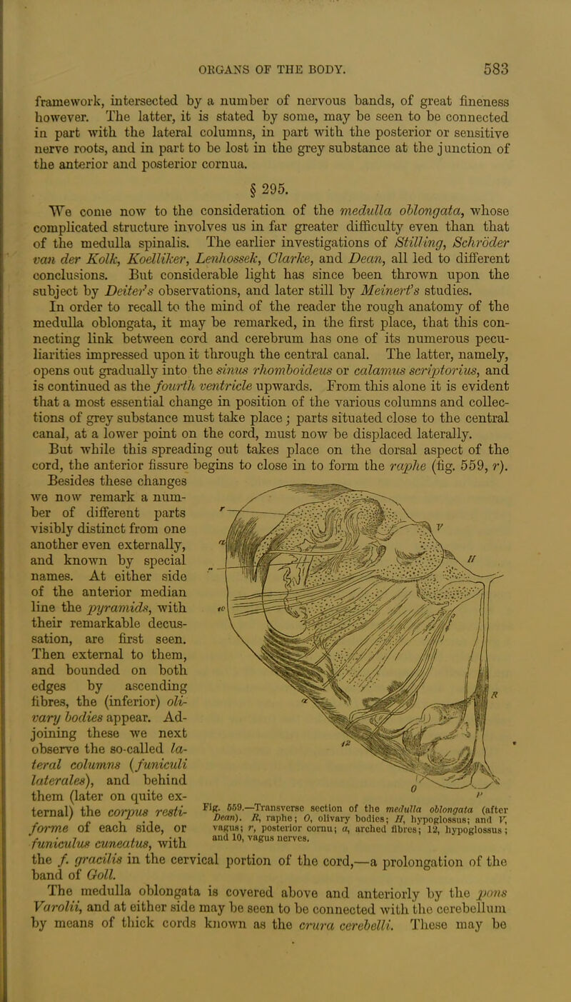 framework, intersected by a number of nervous bands, of great fineness however. The latter, it is stated by some, may be seen to bo connected iu part with the lateral columns, in part with the posterior or sensitive nerve roots, and in part to be lost in the grey substance at the junction of the anterior and posterior cornua. § 295. We come now to the consideration of the medulla oblongata, whose complicated structure involves us in far greater difficulty even than that of the medulla spinalis. The earlier investigations of Stilling, Schroder van der Kolk, Koelliker, Lenhossek, Clarke, and Dean, all led to different conclusions. But considerable light has since been thrown upon the subject by Deiteds observations, and later still by Meinerfs studies. In order to recall to the mind of the reader the rough anatomy of the medulla oblongata, it may be remarked, in the first place, that this con- necting link between cord and cerebrum has one of its numerous pecu- liarities impressed upon it through the central canal. The latter, namely, opens out gradually into the sinus rhomboideus or calamus scriptorius, and is continued as the fourth ventricle upwards. From this alone it is evident that a most essential change in position of the various columns and collec- tions of grey substance must take place; parts situated close to the central canal, at a lower point on the cord, must now be displaced laterally. But while this spreading out takes place on the dorsal aspect of the cord, the anterior fissure begins to close in to form the raphe (fig. 559, r). Besides these changes we now remark a num- ber of different parts visibly distinct from one another even externally, and known by special names. At either side of the anterior median line the pyramids, with their remarkable decus- sation, are first seen. Then external to them, and bounded on both edges by ascending fibres, the (inferior) oli- vary bodies appear. Ad- joining these we next observe the so-called la- teral columns (funiculi later ales), and behind them (later on quite ex- ternal) the coipus resti- forme of each side, or funiculus cuneatus, with the f. gracilis in the cervical portion of the cord,—a prolongation of the band of Goll. The medulla oblongata is covered above and anteriorly by the pons Varolii, and at either side may be seen to be connected with the cerebellum by means of thick cords known as the crura cerebelli. These may bo Fig. 659.—Transverse section of the medulla oblongata (after Dean). R} raphe; 0, olivary bodies; //, hypoglossus; and V, vagus; r, posterior cornu; a, arched fibres; 12, hypoglossus; and 10, vagus nerves.