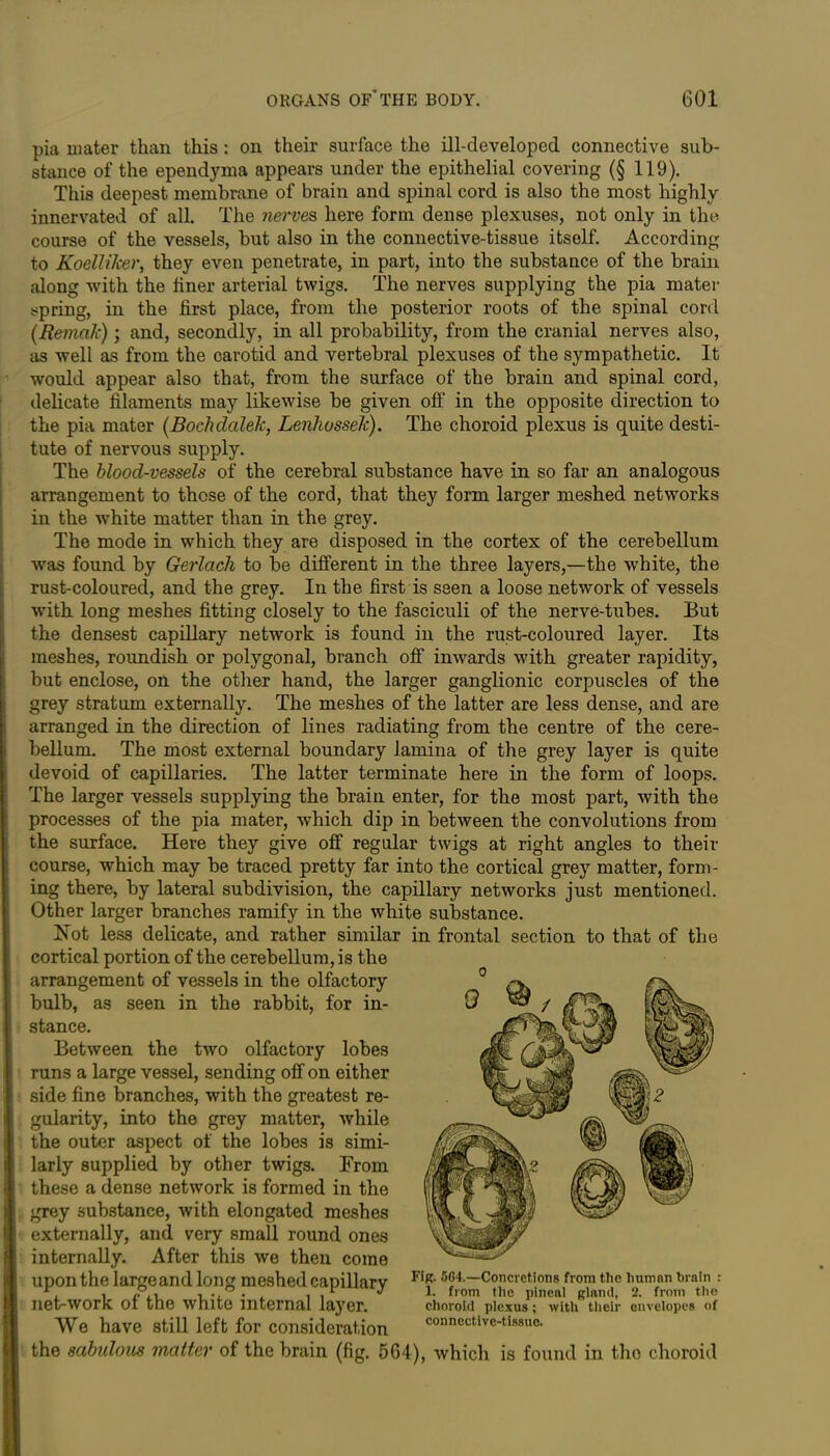 pia mater than this: on their surface the ill-developed connective sub- stance of the ependyma appears under the epithelial covering (§ 119). This deepest membrane of brain and spinal cord is also the most highly innervated of all. The nerves here form dense plexuses, not only in the course of the vessels, but also in the connective-tissue itself. According to Koelliker, they even penetrate, in part, into the substance of the brain along with the liner arterial twigs. The nerves supplying the pia mater spring, in the first place, from the posterior roots of the spinal cord (Remak) ; and, secondly, in all probability, from the cranial nerves also, as well as from the carotid and vertebral plexuses of the sympathetic. It would appear also that, from the surface of the brain and spinal cord, delicate filaments may likewise be given off in the opposite direction to the pia mater (Bochdalek, Lenhossek). The choroid plexus is quite desti- tute of nervous supply. The blood-vessels of the cerebral substance have in so far an analogous arrangement to those of the cord, that they form larger meshed networks in the white matter than in the grey. The mode in which they are disposed in the cortex of the cerebellum was found by Gerlach to be different in the three layers,—the white, the rust-coloured, and the grey. In the first is seen a loose network of vessels with long meshes fitting closely to the fasciculi of the nerve-tubes. But the densest capillary network is found in the rust-coloured layer. Its meshes, roundish or polygonal, branch off inwards with greater rapidity, but enclose, on the other hand, the larger ganglionic corpuscles of the grey stratum externally. The meshes of the latter are less dense, and are arranged in the direction of lines radiating from the centre of the cere- bellum. The most external boundary lamina of the grey layer is quite devoid of capillaries. The latter terminate here in the form of loops. The larger vessels supplying the brain enter, for the most part, with the processes of the pia mater, which dip in between the convolutions from the surface. Here they give off regular twigs at right angles to their course, which may be traced pretty far into the cortical grey matter, form- ing there, by lateral subdivision, the capillary networks just mentioned. Other larger branches ramify in the white substance. Hot less delicate, and rather similar in frontal section to that of the cortical portion of the cerebellum, is the arrangement of vessels in the olfactory bulb, as seen in the rabbit, for in- i stance. Between the two olfactory lobes runs a large vessel, sending off on either I side fine branches, with the greatest re- gularity, into the grey matter, while the outer aspect of the lobes is simi- larly supplied by other twigs. From these a dense network is formed in the grey substance, with elongated meshes externally, and very small round ones internally. After this we then come upon the large and long meshed capillarv Fi?- 6<*4—Concretions from the humnn train : r, , ° . , . * j 1. from the pineal gland, 2. from the net-work ox the white internal layer. choroid plexus; with their envelopes of We have still left for consideration connective-tissue. the sabulous matter of the brain (fig. 564), which is found in the choroid