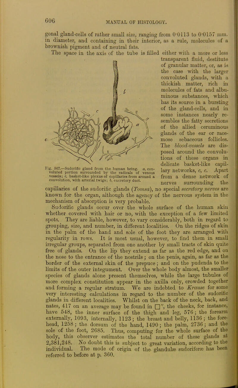 vessels; c, basket-like plexus of capillaries from around a convolution, with arterial twigs; b, excretory duct. gonal gland-cells of rather small size, ranging from 0'0 L13 to O'OloT mm. in diameter, and containing in their interior, as a rule, molecules of a brownish pigment and of neutral fats. The space in the axis of the tube is filled either with a more or less transparent fluid, destitute of granular matter, or, as is the case Avith the larger convoluted glands, Avith a thickish matter, rich in molecules of fats and albu- minous substances, which has its source in a bursting of the gland-cells, and in some instances nearly re- sembles the fatty secretions of the allied ceruminous glands of the ear or race- mose sebaceous follicles. The blood-vessels are dis- posed around the convolu- tions of these organs in delicate basket-like capil- lary netAvorks, c, c. Apart from a dense network of nerves surrounding the capillaries of the sudorific glands (Tomsa), no special secretory nerves are known for the organ, although the agency of the nervous system in the mechanism of absorption is very probable. Sudorific glands occur over the Avhole surface of the human skin whether covered Avith hair or no, with the exception of a few limited spots. They are liable, however, to vary considerably, both in regard to grouping, size, and number, in different localities. On the ridges of skin in the palm of the hand and sole of the foot they are arranged with regularity in rows. It is most usual, however, to find them in small irregular groups, separated from one another by small tracts of skm quite free of glands. On the lip they extend as far as the red edge, and on the nose to the entrance of the nostrils; on the penis, again, as far as the border of the external skin of the prepuce; and on the pudenda to the limits of the outer integument. Over the whole body almost, the smaller species of glands alone present themselves, Avhile the large tubules of more complex constitution appear in the axilla only, crowded together and forming a regular stratum. We are indebted to Krause for some very interesting calculations in regard to the number of the sudorific glands in different localities. Whilst on the back of the neck, back, and nates, 417 on an average may be found in Q, the cheeks, for instance, have 548, the inner surface of the thigh and leg, 576 ; the forearm externally, 1093, internally, 1123; the breast and belly, 1136; the fore- head, 1258 ; the dorsum of the hand, 1490; the palm, 2736; and the sole of the foot, 2685. Thus, computing for the whole surface of the body, this observer estimates the total number of these glands at 2,381,248. No doubt this is subject to great variation, according to the individual. The mode of origin of the glandulae sudoriferm has been referred to before at p. 360.