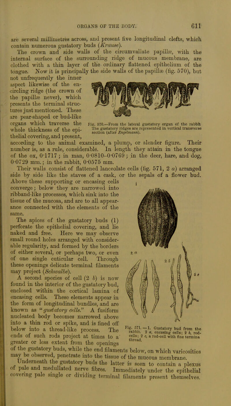 are several millimetres across, and present live longitudinal clefts, which contain numerous gustatory buds [Krause). The crown and side walls of the circumvallate papillae, with the internal surface of the surrounding ridge of mucous membrane, are clothed with a thin layer of the ordinary flattened epithelium of the tongue. Now it is principally the side walls of the papillae (fig. 570), but not unfrequently the inner aspect likewise of the en- circling ridge (the crown of the papillae never), which presents the terminal struc- tures just mentioned. These are pear-shaped or bud-like organs which traverse the whole thickness of the epi- thelial covering, and present, according to the animal examined, a plump, or slender figure. Their number is, as a rule, considerable. In length they attain in the tongue of the ox, 0T717; in man, 0,0810-0,0769; in the deer, hare, and dog, 0-0729 mm.; in the rabbit, 0-0575 mm. Their walls consist of flattened lanceolate cells (fig. 571, 2 a) arranged side by side like the staves of a cask, or the sepals of a flower bud. Above these supporting or encasing cells converge; below they are narrowed into ribband-like processes, which sink into the tissue of the mucosa, and are to all appear- ance connected with the elements of the same. The apices of the gustatory buds (1) perforate the epithelial covering, and lie naked and free. Here we may observe small round holes arranged with consider- able regularity, and formed by the borders of either several, or perhaps two, or even of one single cuticular cell. Through these openings delicate terminal filaments may project [Schwalbe). A second species of cell (2 b) is now found in the interior of the gustatory bud, enclosed within the cortical lamina of encasing cells. These elements appear in the form of longitudinal bundles, and are known as u gustatory cells.” A fusiform nucleated body becomes narrowed above into a thin rod or spike, and is fined off below into a thread-like process. The ends of such rods project at times to a' greater or less extent from the openings of the gustatory buds, while the end filaments below, on which varicosities may be observed, penetrate into the tissue of the mucous membrane. Underneath the gustatory buds the latter is seen to contain a plexus of pale and medullated nerve fibres. Immediately under the epithelial covering pale single or dividing terminal filaments present themselves. 2 e Fig. 571.—1. Gustatory bud from the rabbit. 2 a, encasing cells; 2 b, rod- cells; 2 c, a rod-cell with fine termina thread. Fis:. 570.—From the lateral gustatory organ of the rabbit The gustatoiy ridges are represented in vertical transverse section (after Engelmann).