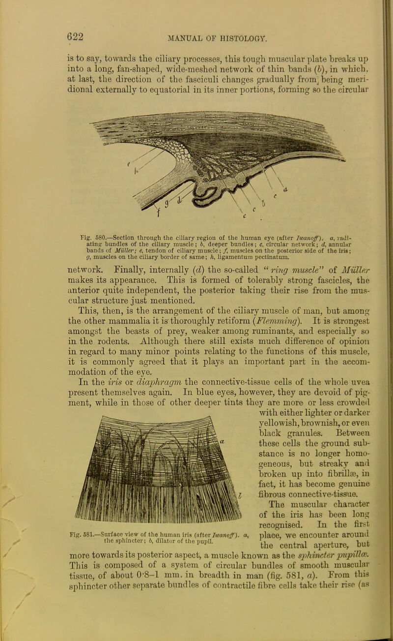 is to say, towards the ciliary processes, this tough muscular plate breaks up into a long, fan-shaped, wide-meshed network of thin hands (b), in which, at last, the direction of the fasciculi changes gradually fronq being meri- dional externally to equatorial in its inner portions, forming so the circular Fig. 580.—Section through the ciliary region of the human eye (after Iwanoff). a, radi- ating bundles of the ciliary muscle; 6, deeper bundles; c, circular network; d, annular bands of Muller; e. tendon of ciliary muscle; f muscles on the posterior side of the iris; g, muscles on the ciliary border of same; h, ligamentum pectinatum. network. Finally, internally (cl) the so-called “ ring muscle” of Muller makes its appearance. This is formed of tolerably strong fascicles, the anterior quite independent, the posterior taking their rise from the mus- cular structure just mentioned. This, then, is the arrangement of the ciliary muscle of man, but among the other mammalia it is thoroughly retiform (Flemming). It is strongest amongst the beasts of prey, weaker among ruminants, and especially so in the rodents. Although there still exists much difference of opinion in regard to many minor points relating to the functions of this muscle, it is commonly agreed that it plays an important part in the accom- modation of the eye. In the iris or diaphragm the connective-tissue cells of the whole uvea present themselves again. In blue eyes, however, they are devoid of pig- ment, while in those of other deeper tints they are more or less crowded with either lighter or darker yellowish, brownish, or even black granules. Between these cells the ground sub- stance is no longer homo- geneous, but streaky and broken up into fibril] as, in fact, it has become genuine fibrous connective-tissue. The muscular character of the iris has been long recognised. In the first place, we encounter around the central aperture, but Fig. 5S1.—Surface view of the human iris (after Iwanoff). a, the sphincter; 5, dilator of the pupil. more towards its posterior aspect, a muscle known as the sphincter pupillce. This is composed of a system of circular bundles of smooth muscular tissue, of about 0-8-l mm. in breadth in man (fig. 581, a). From this sphincter other separate bundles of contractile fibre cells take their rise (as