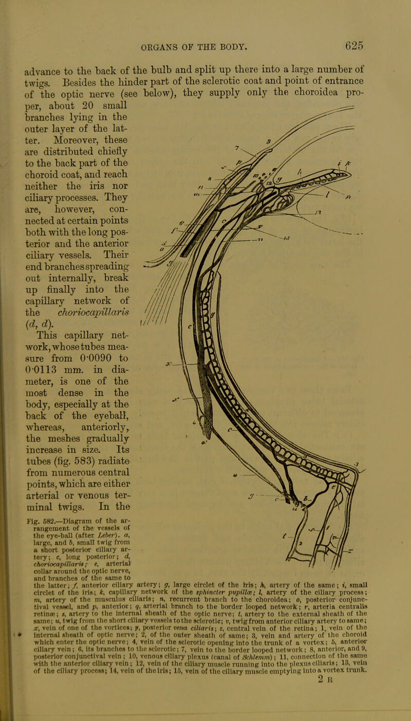 advance to the back of the bulb and split up there into a large number of twms. Besides the hinder part of the sclerotic coat and point of entrance of the optic nerve (see below), they supply only the choroidea pro- per, about 20 small branches lying in the outer layer of the lat- ter. Moreover, these are distributed chiefly to the back part of the choroid coat, and reach neither the iris nor ciliary processes. They are, however, con- nected at certain points both with the long pos- terior and the anterior ciliary vessels. Their end branches spreading- out internally, break up finally into the capillary network of the choriocapillaris (d, d). This capillary net- work, whose tubes mea- sure from 0’0090 to 0 0113 mm. in dia- meter, is one of the most dense in the body, especially at the back of the eyeball, whereas, anteriorly^ the meshes gradually increase in size. Its tubes (fig. 583) radiate from numerous central points, which are either arterial or venous ter- minal twigs. In the Fig. 582.—Diagram of the ar- rangement of the vessels of the eye-ball (after Leber), a, large, and 6, small twig from a short posterior ciliary ar- tery; c, long posterior; d, choriocapillaris,- e, arterial collar around the optic nerve, and branches of the same to the latter; /, anterior ciliary artery; g, large circlet of the irrs; A, artery of the same; i, small circlet of the iris; k, capillary network of the sphincter pupillce; l, artery of the ciliary process; m, artery of the musculus ciliaris; n, recurrent branch to the choroidea; o, posterior conjunc- tival vessel, and ps anterior; g, arterial branch to the border looped network; r, arteria centralis retinae; s, artery to the internal sheath of the optic nerve; t, artery to the external sheath of the same; «, twig from the short ciliary vessels to the sclerotic; v, twig from anterior ciliary artery to same; x, vein of one of the vortices; y, posterior vena ciliaris; z, central vein of the retina; 1, vein of the ’ internal sheath of optic nerve; 2, of the outer sheath of same; 3, vein and artery of the choroid which enter the optic nerve; 4, vein of the sclerotic opening into the trunk of a vortex; 5, anterior ciliary vein; 6, its branches to the sclerotic; 7, vein to the border looped network; 8, anterior, and 9, posterior conjunctival vein ; 10, venous ciliary plexus (canal of Schlemm); 11, connection of the same with the anterior ciliary vein; 12, vein of the ciliary muscle running into the plexus ciliaris; 13, vein of the ciliary process; 14, vein of the iris; 15, vein of the ciliary muscle emptying into a vortex trunk. 2 It