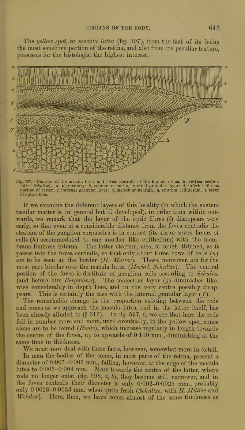 The yellow spot, or macula lutea (fig. 597), from the fact of its being the most sensitive portion of the retina, and also from its peculiar texture, possesses for the histologist the highest interest. Fig. 597.—Diagram of the macula lutea and fovea centralis of the human retina, in vertical section (after Schultze). a, pigmentary; b, columnar; and c, external granular layer; d, inferior fibrous portion of latter; /, internal granular layer; g, molecular stratum; h, stratum cellulosum ; i, layer of optic fibres. If we examine the different layers of this locality (in which the susten- tacular matter is in general but ill developed), in order from within out- wards, we remark that the layer of the optic fibres (i) disappears very early, so that even at a considerable distance from the fovea centralis the stratum of the ganglion corpuscles is in contact (its six or seven layers of cells (h) accommodated to one another like epithelium) with the mem- brana limitans interna. The latter stratum, also, is much thinned, as it passes into the fovea centralis, so that only about three rows of cells (h) are to be seen at the border (H. Muller). These, moreover, are for the most part bipolar over the macula lutea (Merkel, /Schultze). The central portion of the fovea is destitute of ganglion cells according to Schultze (and before him Bergmann). The molecular layer (g) diminishes like- wise considerably in depth here, and in the very centre possibly disap- pears. This is certainly the case with the internal granular layer (/). The remarkable change in the proportion existing between the rods and cones as we approach the macula lutea, aud in the latter itself, has been already alluded to (§ 31C). In fig. 597, b, we see that here the rods fall in number more and more, until eventually, in the yellow spot, cones alone are to be found (Jlenle), which increase regularly in length towards the centre of the fovea, up to upwards of OlOO mm., diminishing at the same time in thickness. We must now deal with these facts, however, somewhat more in detail. In man the bodies of the cones, in most parts of the retina, present a diameter of 0-007-0-006 mm., falling, however, at the edge of the macula lutea to 0 005-0*004 mm. More towards the centre of the latter, where rods no longer exist (fig. 598, a, b), they become still narrower, and in the fovea centralis their diameter is only 0-002-0-0025 mm., probably only 0-0028-0-0033 mm. when quite fresli {Schultze, with H. Muller and Welcker). Here, then, wc have cones almost of the same thickness as