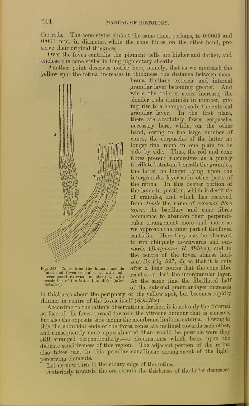 the rods. The cone styles sink at the same time, perhaps, to 0'0009 and 0-001 mm. in diameter, while the cone fibres, on the other hand, pre- serve their original thickness. Over the fovea centralis the pigment cells are higher and darker, and enclose the cone styles in long pigmentary sheaths. Another point deserves notice here, namely, that as we approach the yellow spot the retina increases in thickness, the distance between mem- brana limitans externa and internal granular layer becoming greater. And while the thicker cones increase, the slender rods diminish in number, giv- ing rise to a change also in the external granular layer. In the first place, there are absolutely fewer corpuscles necessary here, while, on the other hand, owing to the large number of cones, the corpuscles of the latter no longer find room in one plain to lie side by side. Thus, the rod and cone fibres present themselves as a purely fibrillated stratum beneath the granules, the latter no longer lying upon the intergranular layer as in other parts of the retina. In this deeper portion of the layer in question, which is destitute of granules, and which has received from Henle the name of external fibre layer, the bacillary and cone fibres commence to abandon their perpendi- cular arrangement more and more as we approach the inner part of the fovea centralis. Here they may be observed to run obliquely downwards and out- wards (Bergmann, H. Muller), and in the centre of the fovea almost hori- zontally (fig. 597, d), so that it is only after a long course that the cone fibre reaches at last the intergranular layer. At the same time the fibrillated half of the external granular layer increases in thickness about the periphery of the yellow spot, but becomes rapidly thinner in centre of the fovea itself (Schultze). According to the latter’s observations, farther, it is not only the internal surface of the fovea turned towards the vitreous humour that is concave, but also the opposite side facing the membrana limitans externa. Owing to this the choroidal ends of the fovea cones are inclined towards each other, and consequently more approximated than would be possible were they still arranged perpendicularly,—a circumstance which bears upon the delicate sensitiveness of this region. The adjacent portion of the retina also takes part in this peculiar curvilinear arrangement of the light- perceiving elements. Let us now turn to the ciliary edge of the retina. Anteriorly towards the ora serrata the thickness of the latter decreases Fig. 598.—Cones from the human macula lutea and fovea centralis, a, with half decomposed external member; b, with resolution of the latter into disks (after Schultze).