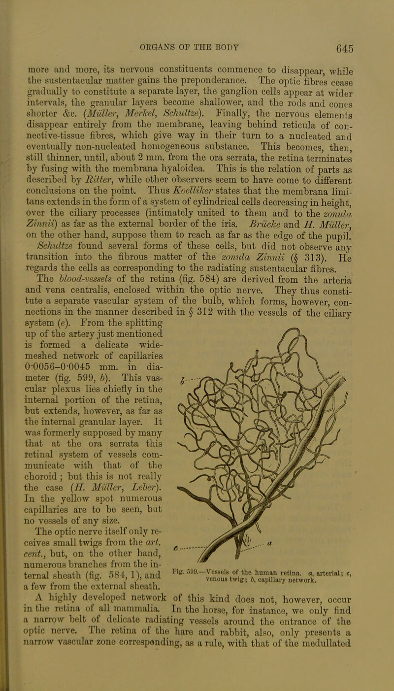 more and more, its nervous constituents commence to disappear, while the sustentacular matter gains the preponderance. The optic fibres cease gradually to constitute a separate layer, the ganglion cells appear at wider intervals, the granular layers become shallower, and the rods and cones shorter &c. (Muller, Merkel, Schultze). Finally, the nervous elements disappear entirely from the membrane, leaving behind reticula of con- nective-tissue fibres, which give way in their turn to a nucleated and eventually non-nucleated homogeneous substance. This becomes, then, still thinner, until, about 2 mm. from the ora serrata, the retina terminates by fusing with the membrana hyaloidea. This is the relation of parts as described by Ritter, while other observers seem to have come to different conclusions on the point. Thus Koelliker states that the membrana limi- tans extends in the form of a system of cylindrical cells decreasing in height, over the ciliary processes (intimately united to them and to the zonula Zinnii) as far as the external border of the iris. Briicke and II. Muller, on the other hand, suppose them to reach as far as the edge of the pupil. Schultze found several forms of these cells, but did not observe any transition into the fibrous matter of the zonula Zinnii (§ 313). He regards the cells as corresponding to the radiating sustentacular fibres. The blood-vessels of the retina (fig. 584) are derived from the arteria and vena centralis, enclosed within the optic nerve. They thus consti- tute a separate vascular system of the bulb, which forms, however, con- nections in the manner described in § 312 with the vessels of the ciliary system (e). From the splitting up of the artery just mentioned is formed a delicate wide- meshed network of capillaries 0'005 6-0’0045 mm. in dia- meter (fig. 599, b). This vas- cular plexus lies chiefly in the internal portion of the retina, but extends, however, as far as the internal granular layer. It was formerly supposed by many that at the ora serrata this retinal system of vessels com- municate with that of the choroid; but this is not really the case (II. Muller, Leber). In the yellow spot numerous capillaries are to be seen, but no vessels of any size. The optic nerve itself only re- ceives small twigs from the art. cent., but, on the other hand, numerous branches from the in- ternal sheath (fig. 584, 1), and a few from the external sheath. A highly developed network of this kind does not, however, occur in the retina of all mammalia. In the horse, for instance, we only find a narrow belt of delicate radiating vessels around the entrance of the optic nerve. I he retina of the hare and rabbit, also, only presents a narrow vascular zone corresponding, as a rule, with that of the medullated Fig. 599.—Vessels of the human retina, a, arterial; c, venous twig; b, capillary network.
