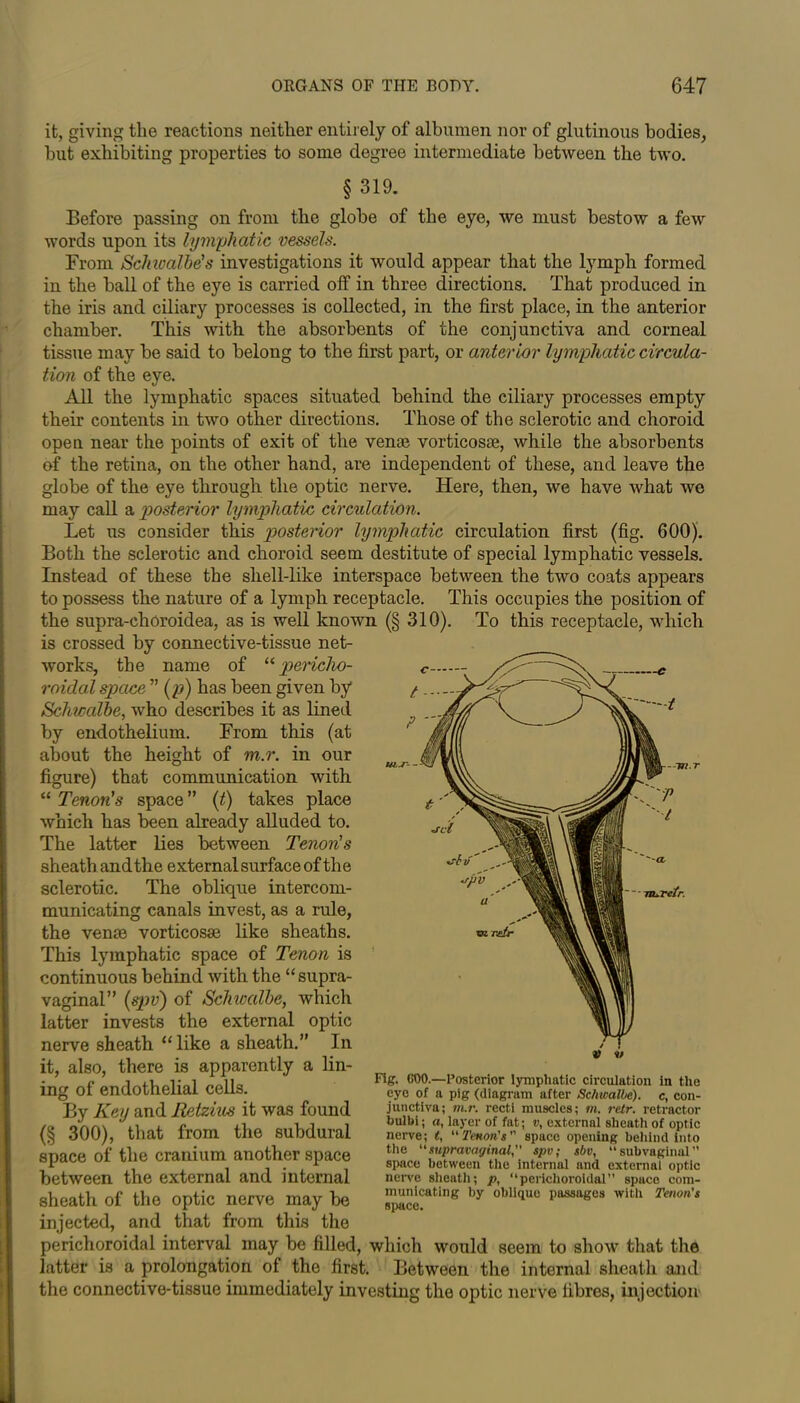 it, giving tlie reactions neither entirely of albumen nor of glutinous bodies, but exhibiting properties to some degree intermediate between the two. §319. Before passing on from the globe of the eye, we must bestow a few words upon its lymphatic vessels. From Schwalbe's investigations it would appear that the lymph formed in the ball of the eye is carried off in three directions. That produced in the iris and ciliary processes is collected, in the first place, in the anterior chamber. This with the absorbents of the conjunctiva and corneal tissue may be said to belong to the first part, or anterior lymphatic circula- tion of the eye. All the lymphatic spaces situated behind the ciliary processes empty their contents in two other directions. Those of the sclerotic and choroid open near the points of exit of the vente vorticosse, while the absorbents of the retina, on the other hand, are independent of these, and leave the globe of the eye through the optic nerve. Here, then, we have what we may call a posterior lymphatic circulation. Let us consider this posterior lymphatic circulation first (fig. 600). Both the sclerotic and choroid seem destitute of special lymphatic vessels. Instead of these the shell-like interspace between the two coats appears to possess the nature of a lymph receptacle. This occupies the position of the supra-choroidea, as is well known (§ 310). To this receptacle, which is crossed by connective-tissue net- works, the name of “ pericho- roidal space  (p) has been given by Schwalbe, who describes it as lined by endothelium. From this (at about the height of m.r. in our figure) that communication with “ Tenon's space ” (t) takes place which has been already alluded to. The latter lies between Tenon's sheath andthe external surface of the sclerotic. The oblique intercom- municating canals invest, as a rule, the venre vorticosse like sheaths. This lymphatic space of Tenon is continuous behind with the “supra- vaginal” (spv) of Schwalbe, which latter invests the external optic nerve sheath “ like a sheath.” In it, also, there is apparently a lin- ing of endothelial cells. By Key and Retzius it was found (§ 300), that from the subdural space of the cranium another space between the external and internal sheath of the optic nerve may be injected, and that from this the perichoroidal interval may be filled, which would seem to show that the latter is a prolongation of the first. Between the internal sheath and the connective-tissue immediately investing the optic nerve fibres, injection V V Fig. 600.—Posterior lymphatic circulation in the eye of a pig (diagram after Schwalbe), c, con- junctiva; m.r. recti muscles; m. retr. retractor bulbi; a, layer of fat; v\ external sheath of optic nerve; l, “ Tenon's ” space opening behind into the “supravaginalspv; sbv, “subvaginal’’ space between the internal and external optic nerve sheath; p, “perichoroidal” spuce com- municating by oblique passages with Tenon's space.