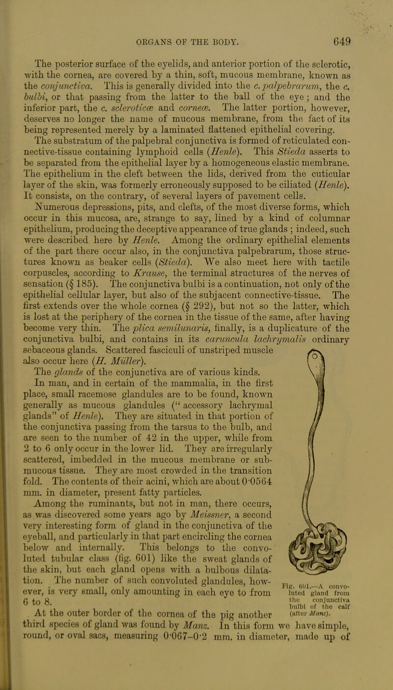 The posterior surface of the eyelids, and anterior portion of the sclerotic, with the cornea, are covered by a thin, soft, mucous membrane, known as the conjunctiva. This is generally divided into the c.palpebrarum, the c. bulbi, or that passing from the latter to the ball of the eye; and the inferior part, the c. scleroticce and cornece. The latter portion, however, deserves no longer the name of mucous membrane, from the fact of its being represented merely by a laminated flattened epithelial covering. The substratum of the palpebral conjunctiva is formed of reticulated con- nective-tissue containing lymphoid cells (Henle). This Stieda asserts to be separated from the epithelial layer by a homogeneous elastic membrane. The epithelium in the cleft between the lids, derived from the cuticular layer of the skin, was formerly erroneously supposed to be ciliated [Henle). It consists, on the contrary, of several layers of pavement cells. Numerous depressions, pits, and clefts, of the most diverse forms, which occur in this mucosa, are, strange to say, lined by a kind of columnar epithelium, producing the deceptive appearance of true glands ; indeed, such were described here by Henle. Among the ordinary epithelial elements of the part there occur- also, in the conjunctiva palpebrarum, those struc- tures known as beaker cells (Stieda). We also meet here with tactile corpuscles, according to Krause, the terminal structures of the nerves of sensation (§ 185). The conjunctiva bulbi is a continuation, not only of the epithelial cellular layer, but also of the subj acent connective-tissue. The first extends over the whole cornea (§ 292), but not so the latter, which is lost at the periphery of the cornea in the tissue of the same, after having become very thin. The plica semilunaris, finally, is a duplicature of the conjunctiva bulbi, and contains in its caruncula lachrymalis ordinary sebaceous glands. Scattered fasciculi of unstriped muscle also occur here (H. Muller). The glands of the conjunctiva are of various kinds. In man, and in certain of the mammalia, in the first place, small racemose glandules are to be found, known generally as mucous glandules (“ accessory lachrymal glands” of Henle). They are situated in that portion of the conjunctiva passing from the tarsus to the bulb, and are seen to the number of 42 in the upper, while from 2 to 6 only occur in the lower lid. They are irregularly scattered, imbedded in the mucous membrane or sub- mucous tissue. They are most crowded in the transition fold. The contents of their acini, which are about 0-0564 mm. in diameter, present fatty particles. Among the ruminants, but not in man, there occurs, as was discovered some years ago by Meissner, a second very interesting form of gland in the conjunctiva of the eyeball, and particularly in that part encircling the cornea below and internally. This belongs to the convo- luted tubular class (fig. 601) like the sweat glands of the skin, but each gland opens with a bulbous dilata- tion. The number of such convoluted glandules, how- ever, is very small, only amounting in each eye to from 6 to 8. At the outer border of the cornea of the pig another third species of gland was found by Manz. In this form we have simple, round, or oval sacs, measuring 0'067-0-2 mm. in diameter, made up of FifC. Ml.—A convo- luted gland from the conjunctiva bulb! of the calf (after Alanz).