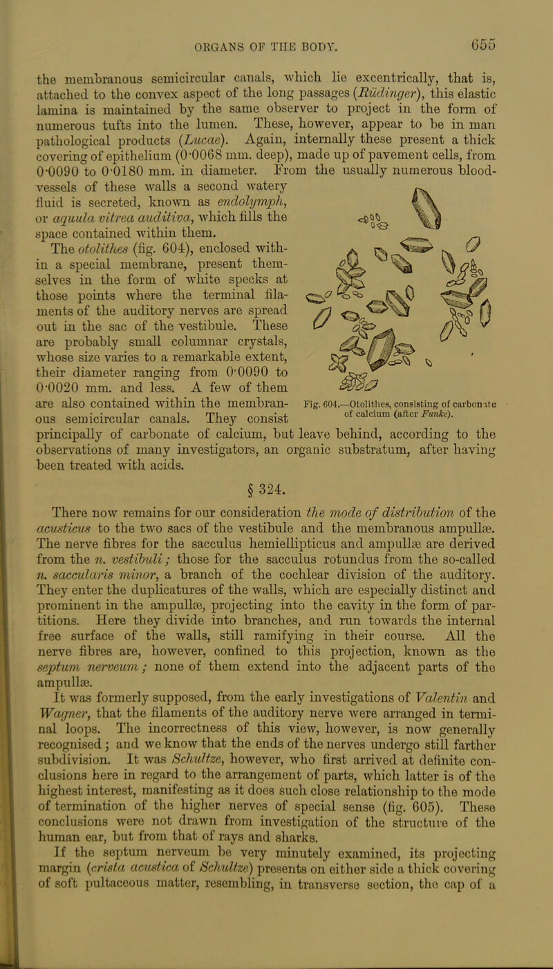 the membranous semicircular canals, which lie excentrically, that is, attached to the convex aspect of the long passages (Rudinger), this elastic lamina is maintained by the same observer to project in the form of numerous tufts into the lumen. These, however, appear to be in man pathological products (Lucae). Again, internally these present a thick covering of epithelium (0-0068 mm. deep), made up of pavement cells, from 0-0090 to 0-0180 mm. in diameter. From the usually numerous blood- vessels of these walls a second watery fluid is secreted, known as endolymph, or aquula vitrea auditiva, which tills the space contained within them. The otolithes (fig. 604), enclosed with- in a special membrane, present them- selves in the form of white specks at those points where the terminal fila- ments of the auditory nerves are spread out in the sac of the vestibule. These are probably small columnar crystals, whose size varies to a remarkable extent, their diameter ranging from 0-0090 to 0-0020 mm. and less. A few of them are also contained within the membran- ous semicircular canals. They consist principally of carbonate of calcium, but leave behind, according to the observations of many investigators, an organic substratum, after having been treated with acids. <3^ 0<Q r. (2 Fig. 604.—Otolithes, consisting of carbonate of calcium (after Funke). § 324. There now remains for our consideration the mode of distribution of the acusticus to the two sacs of the vestibule and the membranous ampulla?,. The nerve fibres for the sacculus hemieilipticus and ampullae are derived from the n. vestibuli; those for the sacculus rotundus from the so-called n. sacculciris minor, a branch of the cochlear division of the auditory. They enter the duplicatures of the walls, which are especially distinct and prominent in the ampullae, projecting into the cavity in the form of par- titions. Here they divide into branches, and run towards the internal free surface of the walls, still ramifying in their course. All the nerve fibres are, however, confined to this projection, known as the septum nerveum; none of them extend into the adjacent parts of the ampullae. It was formerly supposed, from the early investigations of Vcdentin and Wagner, that the filaments of the auditory nerve were arranged in termi- nal loops. The incorrectness of this view, however, is now generally recognised; and we know that the ends of the nerves undergo still farther subdivision. It was Schultze, however, who first arrived at definite con- clusions here in regard to the arrangement of parts, which latter is of the highest interest, manifesting as it does such close relationship to the mode of termination of the higher nerves of special sense (fig. 605). These conclusions were not drawn from investigation of the structure of the human ear, but from that of rays and sharks. If the septum nerveum be very minutely examined, its projecting margin (crista acustica of Schultze) presents on either side a thick covering of soft pultaceous matter, resembling, in transverse section, the cap of a