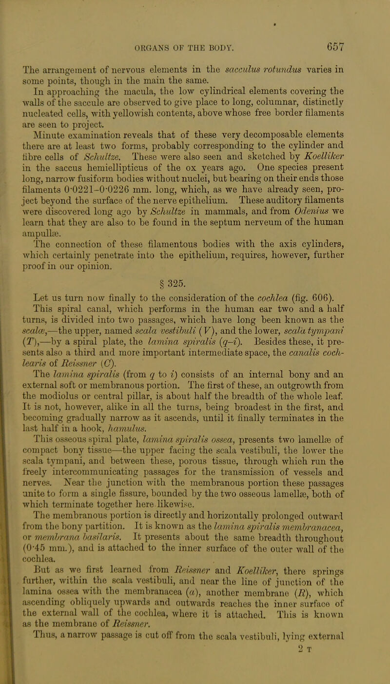 The arrangement of nervous elements in the sacculus rotundus varies in some points, though in the main the same. In approaching the macula, the low cylindrical elements covering the walls of the saccule are observed to give place to long, columnar, distinctly nucleated cells, with yellowish contents, above whose free border filaments are seen to project. Minute examination reveals that of these very decomposable elements there are at least two forms, probably corresponding to the cylinder and fibre cells of Schultze. These were also seen and sketched by Koelliker in the saccus hemiellipticus of the ox years ago. One species present long, narrow fusiform bodies without nuclei, but bearing on their ends those filaments 0*0221-0‘0226 mm. long, which, as we have already seen, pro- ject beyond the surface of the nerve epithelium. These auditory filaments were discovered long ago by Schultze in mammals, and from Odenius we learn that they are also to be found in the septum nerveum of the human ampulke. The connection of these filamentous bodies with the axis cylinders, which certainly penetrate into the epithelium, requires, however, further proof in our opinion. § 325. Let us turn now finally to the consideration of the cochlea (fig. 606). This spiral canal, which performs in the human ear two and a half turns, is divided into two passages, which have long been known as the scalce,—the upper, named scala vestibuli (F), and the lower, scald tympani (T),—by a spiral plate, the lamina spiralis (q-i). Besides these, it pre- sents also a third and more important intermediate space, the canalis coch- learis of Reissner (Cf). The lamina spiralis (from q to i) consists of an internal bony and an external soft or membranous portion. The first of these, an outgrowth from the modiolus or central pillar, is about half the breadth of the whole leaf. It is not, however, alike in all the turns, being broadest in the first, and becoming gradually narrow as it ascends, until it finally terminates in the last half in a hook, hamulus. This osseous spiral plate, lamina spiralis ossea, presents two lamellae of compact bony tissue—the upper facing the scala vestibuli, the lower the scala tympani, and between these, porous tissue, through which run the freely intercommunicating passages for the transmission of vessels and nerves. Near the junction with the membranous portion these passages unite to form a single fissure, bounded by the two osseous lamellae, both of which terminate together here likewise. The membranous portion is directly and horizontally prolonged outward from the bony partition. It is known as the lamina spiralis mcmhranacea, or memhrana basilaris. It presents about the same breadth throughout (0‘45 mm.), and is attached to the inner surface of the outer wall of the cochlea. But as we first learned from Reissner and Koelliker, there springs further, within the scala vestibuli, and near the line of junction of the lamina ossea with the membranacea (a), another membrane (R), which ascending obliquely upwards and outwards reaches the inner surface of the external wall of the cochlea, where it is attached. This is known as the membrane of Reissner. Thus, a narrow passage is cut off from the scala vestibuli, lying external 2 T