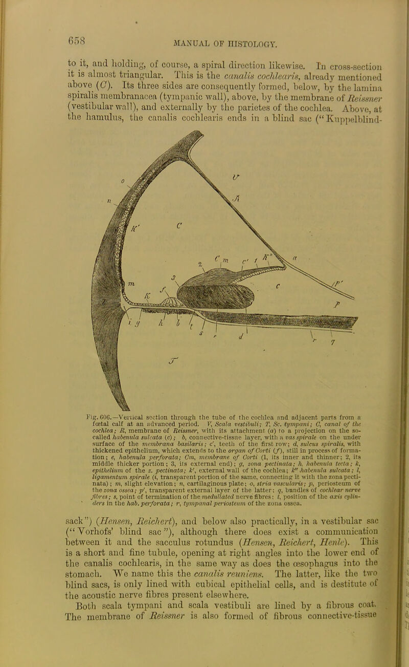 to it, and holding, of course, a spiral direction likewise. I'n cross-section it is almost triangular. This is the canalis cochlearis, already mentioned above ((7). Its three sides are consequently formed, below, by the lamina spiralis membranacea (tympanic wall), above, by the membrane of Reissner (vestibular wall), and externally by the parietes of the cochlea. Above, at the hamulus, the canalis cochlearis ends in a blind sac (“ Kuppelblind- Fig. GOG.—Vertical section through the tube of the cochlea and adjacent parts from a foetal calf at an advanced period. V, Scala vestibuli; I\ Sc. tympani; C, canal of tlic cochlea; R, membrane of Reissner, with its attachment (a) to a projection on the so- called habenula sulcata (c); b, connective-tissue layer, with a vas spirals on the under surface of the membrana basilaris; c', teeth of the first row; d, sulcus spiralis, with thickened epithelium, which extends to the organ ofCorti (/), still in process of forma- tion; e, habenula perforata; Cm, membrane of Corti (1, its inner and thinner; 2, its middle thicker portion; 3, its external end); g, zona pectinala; h. habenula tecta; k, epithelium of the z. pectinata; k\ external wall of the cochlea; k habenula sulcata ; I, ligamentum spirale (t, transparent portion of the same, connecting it with the zona pecti- nata); m, slight elevation; n, cartilaginous plate; o, stria vascula7-is; p, periosteum of the zona ossea; p', transparent external layer of the latter: q, bundles of cochlear nerve fibres; s, point of termination of the medullated nerve fibres: t. position of the axis cylin- ders in the hab. perforata; r, tympanal periosteum of the zona ossea. sack”) (Hansen, Reichert), and below also practically, in a vestibular sac (“Vorhofs’ blind sac”), although there does exist a communication between it and the sacculus rotundus (Hensen, Reichert, Henle). This is a short and fine tubule, opening at right angles into the lower end of the canalis cochlearis, in the same way as does the oesophagus into the stomach. We name this the canalis reuniens. The latter, like the two blind sacs, is only lined with cubical epithelial cells, and is destitute of the acoustic nerve fibres present elsewhere. Both scala tympani and scala vestibuli are lined by a fibrous coat. The membrane of Reissner is also formed of fibrous connective-tissue