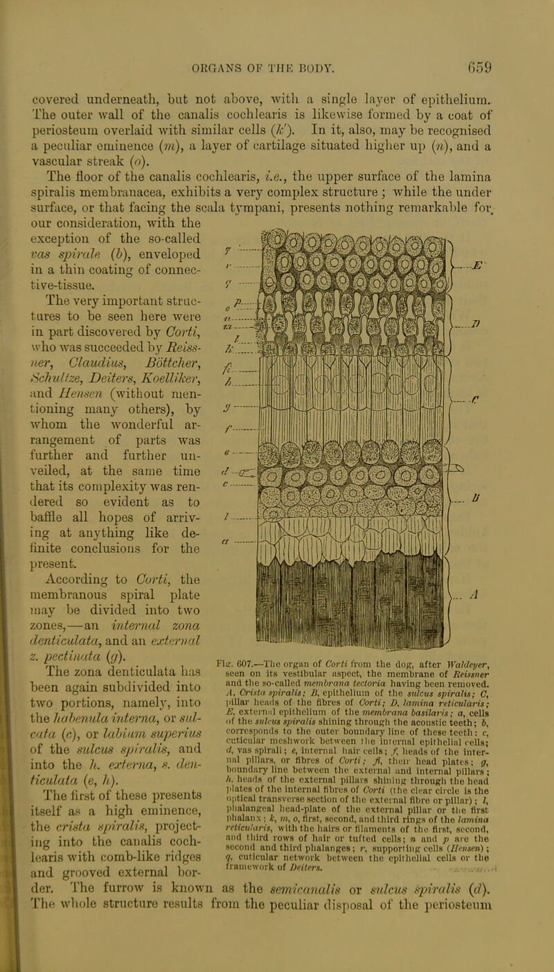 covered underneath, but not above, with a single layer of epithelium. The outer wall of the canalis cochlearis is likewise formed by a coat of periosteum overlaid with similar cells (&'). In it, also, may be recognised a peculiar eminence (m), a layer of cartilage situated higher up (n), and a vascular streak (o). The floor of the canalis cochlearis, i.e., the upper surface of the lamina spiralis membranacea, exhibits a very complex structure ; while the under surface, or that facing the scala tympani, presents nothing remarkable for our consideration, with the exception of the so-called vas spirale (b), enveloped in a thin coating of connec- tive-tissue. The very important struc- tures to be seen here were in part discovered by Corti, who was succeeded by Reiss- ner, Claudius, Bottcher, Schultze, Deiters, Koelliker, and Hensen (without men- tioning many others), by whom the wonderful ar- rangement of parts was further and further un- veiled, at the same time that its complexity was ren- dered so evident as to baffle all hopes of arriv- ing at anything like de- finite conclusions for the present. According to Corti, the membranous spiral plate may be divided into two zones,—an internal zona denticulata, and an external z. pectinata (g). The zona denticulata has been again subdivided into two portions, namely, into the habenula interna, or sul- cata (c), or labium superius of the sulcus spiralis, and into the h. externa, s. den- ticulata (e, h). The first of these presents itself as a high eminence, the crista spiralis, project- ing into the canalis coch- learis with comb-like ridges Fie. G07.—The organ of Corti from the dog, after Waldeyer, seen on its vestibular aspect, the membrane of Reissner and the so-called membrava tectoria having been removed. A, Crista spiralis; B, epithelium of the sale vs spiralis; C, pillar heads of the fibres of Corti; D. lamina reticularis; E, external epithelium of the membrana basilaris; a, cells of the sulcus spiralis shining through the acoustic teeth; 6, corresponds to the outer boundary line of these teeth : c, cuticular mcshworlc between the internal epithelial cells; d. vas spirali; e, internal hair cells; /, heads of the inter- nal pillars, or fibres of Corti; fi. their head plates; g, boundary line between the external and internal pillars; It. heads of the external pillars shining through the head plates of the internal fibres of Corti (the clear circle is the optical transverse section of the external fibre or pillar); /, phalangeal head-plate of the external pillar or the first phalan x ; k, m, o, first, second, and third rings of the lamina reticularis, with the hairs or filaments of the first, second, and third rows of hair or tufted cells; n and p are the second and third phalanges; r, supporting cells (Hensen); q, cuticular network between the epithelial cells or the framework of Deiters. and grooved external bor- der. 1 he furrow is known as the semicanalis or sulcus Spiralis (il). The whole structure results from the peculiar disposal of the periosteum