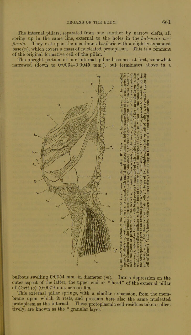 The internal pillars, separated from one another by narrow clefts, all spring up in the same line, external to the holes in the habenula 'per- forata. They rest upon the membrana basilaris with a slightly expanded base (n), which covers a mass of nucleated protoplasm. This is a remnant of the original formative cell of the pillar. The upright portion of our internal pillar becomes, at first, somewhat narrowed (down to 0’0034-0'0045 mm.), but terminates above in a bulbous swelling 0*0054 mm. in diameter (m). Into a depression on the outer aspect of the latter, the upper end or “head” of the external pillar of Corti (o) (0*0079 mm. across) fits. Ihis external pillar springs, with a similar expansion, from the mem- brane upon which it rests, and presents here also the same nucleated protoplasm as the internal. 1 hese protoplasmic cell-residues taken collec- tively, are known as the “ granular layer.”