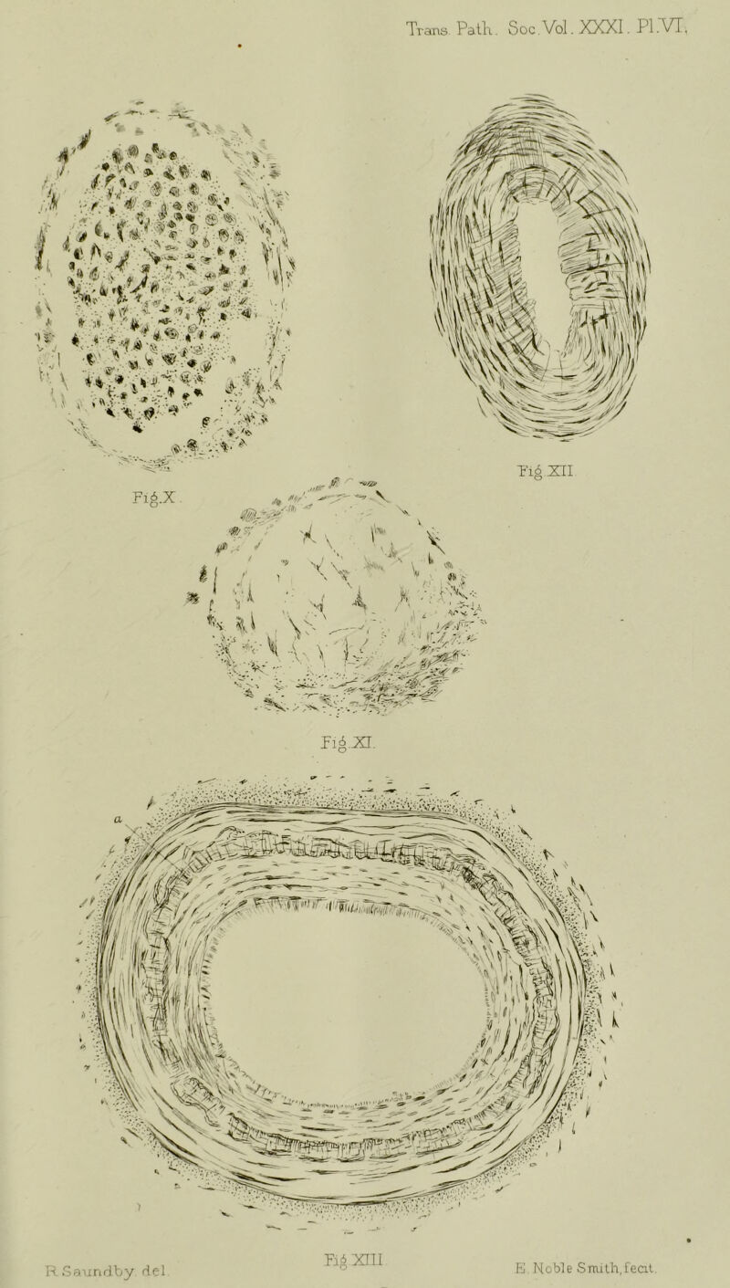 Trans Patlr. Soc.Vol. XXXI. Pl.T/T. P16XT. Roaiindby del Fii XJ.1I h] Noble Snulh.fscil