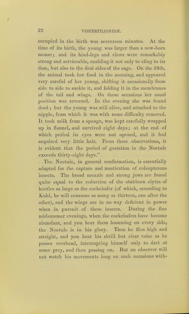 occupied in the birth was seventeen minutes. At the time of its birth, the young was larger than a new-born mouse; and its hind-legs and claws were remarkably strong and serviceable, enabling it not only to cling to its dam, but also to the deal sides of the cage. On the 24th, the animal took her food in the morning, and appeared very careful of her young, shifting it occasionally from side to side to suckle it, and folding it in the membranes of the tail and wings. On these occasions her usual position was reversed. In the evening she was found dead ; but the young was still alive, and attached to the nipple, from which it was with some difficulty removed. It took milk from a sponge, was kept carefully wrapped up in flannel, and survived eight days; at the end of which period its eyes were not opened, and it had acquired very little hair. From these observations, it is evident that the period of gestation in the Noctule exceeds thirty-eight days. The Noctule, in general conformation, is essentially adapted for the capture and mastication of coleopterous insects. The broad muzzle and strong jaws are found quite equal to the reduction of the stubborn elytra of beetles as large as the cockchafer (of which, according to Kuhl, he will consume as many as thirteen, one after the other), and the wings are in no way deficient in power when in pursuit of these insects. During the fine midsummer evenings, when the cockchafers have become abundant, and you hear them humming on every side, the Noctule is in his glory. Then he flies high and straight, and you hear his shrill but clear voice as he passes overhead, interrupting himself only to dart at some prey, and then passing on. But an observer will not watch his movements long on such occasions with-