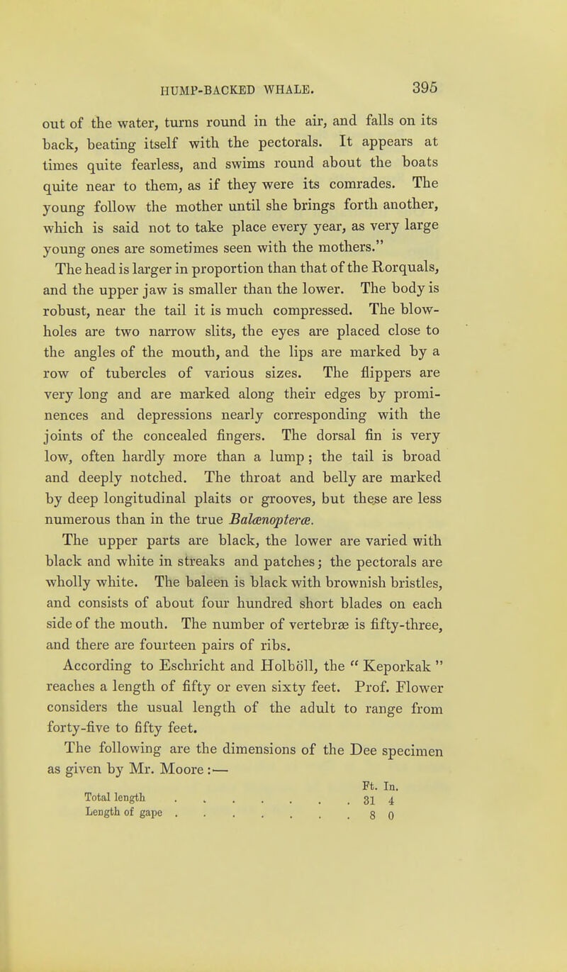 out of the water, turns round in the air, and falls on its back, beating itself with the pectorals. It appears at times quite fearless, and swims round about the boats quite near to them, as if they were its comrades. The young follow the mother until she brings forth another, which is said not to take place every year, as very large young ones are sometimes seen with the mothers. The head is larger in proportion than that of the Rorquals, and the upper jaw is smaller than the lower. The body is robust, near the tail it is much compressed. The blow- holes are two narrow slits, the eyes are placed close to the angles of the mouth, and the lips are marked by a row of tubercles of various sizes. The flippers are very long and are marked along their edges by promi- nences and depressions nearly corresponding with the joints of the concealed fingers. The dorsal fin is very low, often hardly more than a lump; the tail is broad and deeply notched. The throat and belly are marked by deep longitudinal plaits or grooves, but these are less numerous than in the true Balanopterce. The upper parts are black, the lower are varied with black and white in streaks and patches; the pectorals are wholly white. The baleen is black with brownish bristles, and consists of about four hundred short blades on each side of the mouth. The number of vertebrae is fifty-three, and there are fourteen pairs of ribs. According to Eschricht and Holboll, the  Keporkak  reaches a length of fifty or even sixty feet. Prof. Flower considers the usual length of the adult to range from forty-five to fifty feet. The following are the dimensions of the Dee specimen as given by Mr. Moore :■— Ft. In. Total length . , 31 4 Length of gape 8 0
