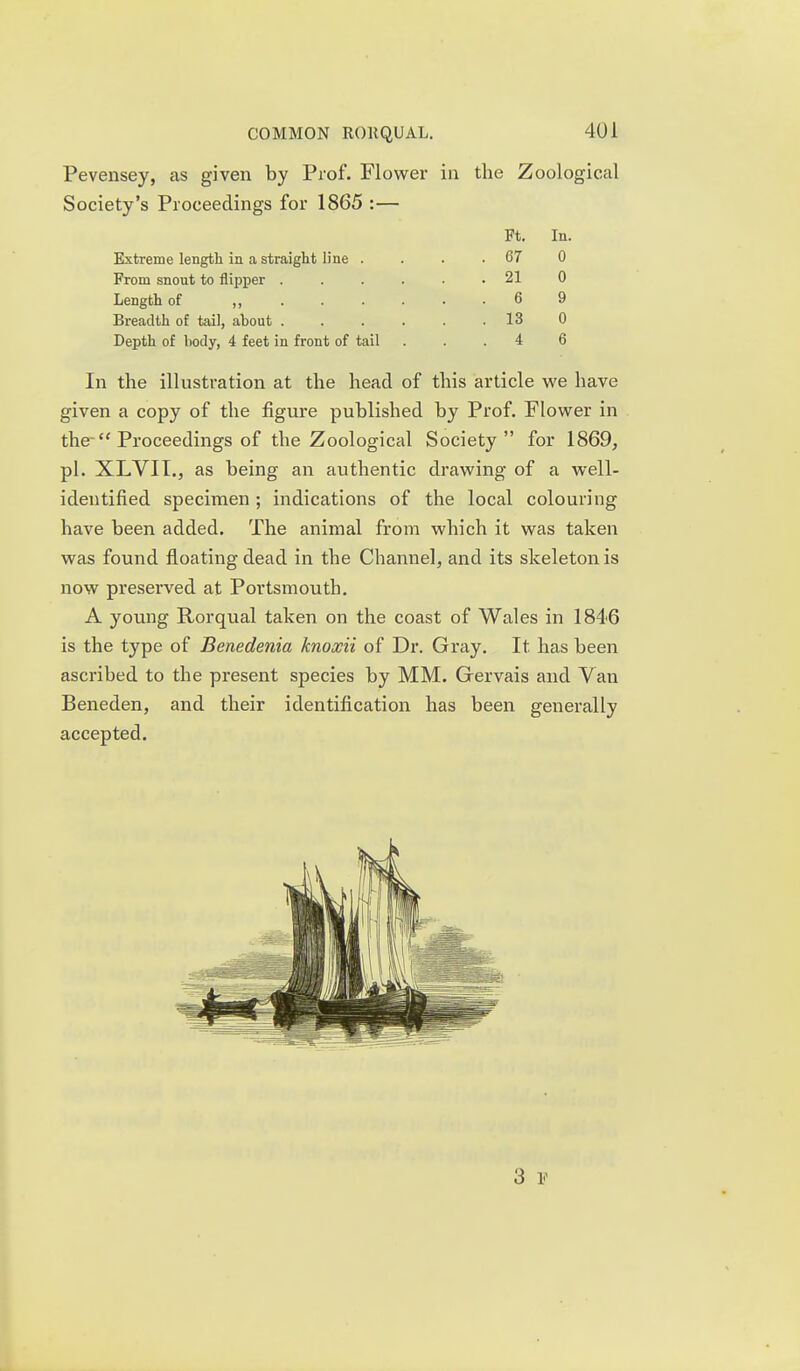Pevensey, as given by Prof. Flower in the Zoological Society's Proceedings for 1865 :— Ft. In. Extreme length in a straight line .... 67 0 From snout to flipper ...... 21 0 Length of ,, 6 9 Breadth of tail, about . . . . . .13 0 Depth of body, 4 feet in front of tail ... 4 6 In the illustration at the head of this article we have given a copy of the figure published by Prof. Flower in the- Proceedings of the Zoological Society for 1869, pi. XLVIT., as being an authentic drawing of a well- identified specimen ; indications of the local colouring have been added. The animal from which it was taken was found floating dead in the Channel, and its skeleton is now preserved at Portsmouth. A young Rorqual taken on the coast of Wales in 1846 is the type of Benedenia knoxii of Dr. Gray. It has been ascribed to the present species by MM. Gervais and Van Beneden, and their identification has been generally accepted.