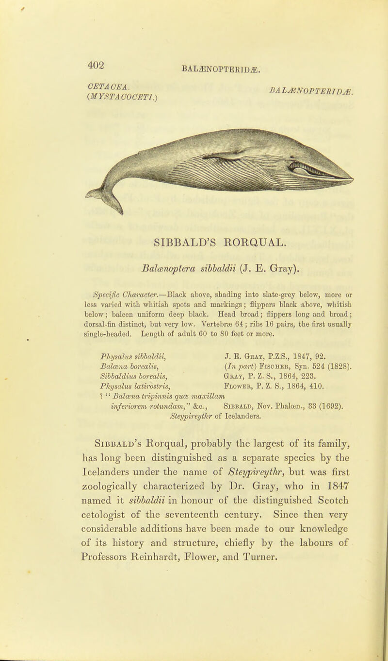 OETAOEA. {MYSTACOOETl.) BAL^NOPTERID^. BALMNOPTERIDjE. Specific Character.—Black above, shading into slate-grey below, more or less varied with whitish spots and markings; flippers black above, whitish below; baleen uniform deep black. Head broad; flippers long and broad; dorsal-fin distinct, but very low. Vertebras 64; ribs 16 pairs, the first usually single-headed. Length of adult 60 to 80 feet or more. Physalus sihhaldii, J. E. Gray, P.Z.S., 1847, 92. Ealcena borcalis, {In part) Fischer, Syn. 524 (1828). Sibhaklius boreaUs, Gray, P. Z. S., 1864, 223. Phijsalus latirostris, Flower, P. Z. S., 1864, 410. ? '' Balcena tripinnis qua maxillam inferiorem rotundam, &c., Sibbald, Nov. Phaloen., 33 (1692). Sleypireythr of Icelanders. Sibbald's Eorqualj probably the largest of its family, has long been distinguished as a separate species by the Icelanders under the name of Steyjm-eyth?', but was first zoologically characterized by Dr. Gray, who in 1847 named it sibhaldii in honour of the distinguished Scotch cetologist of the seventeenth century. Since then very considerable additions have been made to our knowledge of its history and structure, chiefly by the labours of Professors Reinhardt, Flower, and Turner.