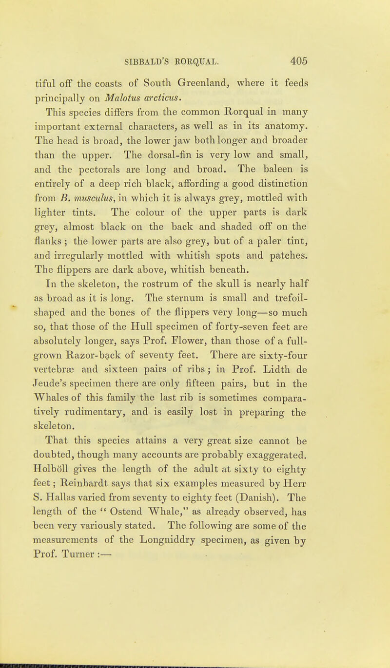 tiful off the coasts of South Greenland, where it feeds principally on Malotus arcticus. This species differs from the common Rorqual in many- important external characters, as well as in its anatomy. The head is broad, the lower jaw both longer and broader than the upper. The dorsal-fin is very low and small, and the pectorals are long and broad. The baleen is entirely of a deep rich black, affording a good distinction from B. musculus, in which it is always grey, mottled with lighter tints. The colour of the upper parts is dark grey, almost black on the back and shaded off on the flanks ; the lower parts are also grey, but of a paler tint, and irregularly mottled with whitish spots and patches. The flippers are dark above, whitish beneath. In the skeleton, the rostrum of the skull is nearly half as broad as it is long. The sternum is small and trefoil- shaped and the bones of the flippers very long—so much so, that those of the Hull specimen of forty-seven feet are absolutely longer, says Prof. Flower, than those of a f\ill- grown Razor-b^ick of seventy feet. There are sixty-four vertebrae and sixteen pairs of ribs; in Prof. Lidth de Jeude's specimen there ai'e only fifteen pairs, but in the Whales of this family the last rib is sometimes compara- tively rudimentary, and is easily lost in preparing the skeleton. That this species attains a very great size cannot be doubted, though many accounts are probably exaggerated. Holboll gives the length of the adult at sixty to eighty feet; Reinhardt says that six examples measured by Herr S. Hallas varied from seventy to eighty feet (Danish). The length of the  Ostend Whale, as already observed, has been very variously stated. The following are some of the measurements of the Longniddry specimen, as given by Prof. Turner :—
