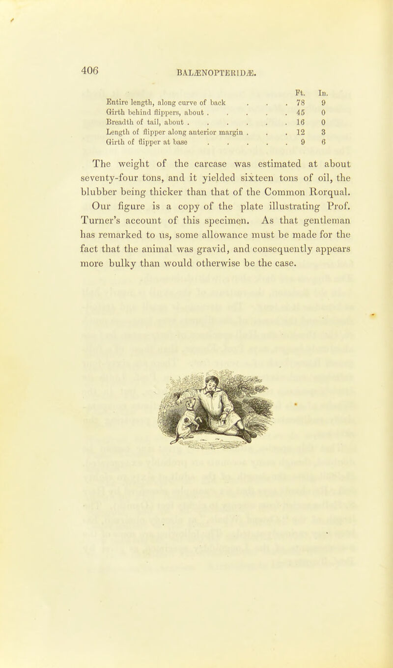 Entire length, along curve of back Grirth bebind flippers, about . Breadth of tail, about . Length of flipper along anterior margin Girth of flipper at base Ft. 78 45 16 12 9 In. 9 0 0 3 6 The weight of the carcase was estimated at about seventy-four tons, and it yielded sixteen tons of oil, the blubber being thicker than that of the Common Rorqual. Our figure is a copy of the plate illustrating Prof. Turner's account of this specimen. As that gentleman has remarked to us, some allowance must be made for the fact that the animal was gravid, and consequently appears more bulky than would otherwise be the case.
