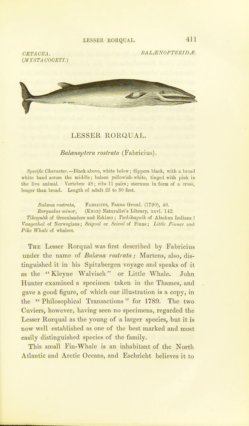 CETAOEA. BALJENOPTERTDAi. (MYSTAOOCETI.) LESSER RORQUAL. Balcenoptera rostrata (Fabricius). Specific Character. —Black above, white below; flqipers black, with a broad white band across the middle; baleen yellowish-white, tinged with pink in the live animal. VertebrEe 48; ribs 11 pairs; sternum in form of a cross, longer than broad. Length of adult 25 to 30 feet. Balcena rostrata, Fabricius, Fauna Grcenl. (1790), 40. Rorqualus minor, (Knox) Naturalist's Library, xxvi. 142. Tihagulik of Greenlanders and Eskimo ; Tschikagulk of Alaskan Indians ? Vaagevhal of Noi-wegians; Seigval or Seival of Finns; Little Finner and Pike Whale of whalers. The Lesser Rorqual was first described by Fabricius under the name of Balcena rostrata; Martens, also, dis- tinguished it in his Spitzbergen voyage and speaks of it as the  Kleyne Walvisch or Little Whale. John Hunter examined a specimen taken in the Thames, and gave a good figure, of which our illustration is a copy, in the  Philosophical Transactions for 1789. The two Cuviers, however, having seen no specimens, regarded the Lesser Rorqual as the young of a larger species, but it is now well established as one of the best marked and most easily distinguished species of the family. This small Fin-Whale is an inhabitant of the North Atlantic and Arctic Oceans, and Eschricht believes it to