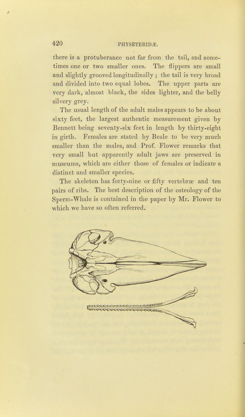 there is a protuberance not far from the tail, and some- times one or two smaller ones. The flippers are small and slightly grooved longitudinally ; the tail is very broad and divided into two equal lobes. The upper parts are very dark, almost black, the sides lighter, and the belly silvery grey. The usual length of the adult males appears to be about sixty feet, the largest authentic measurement given by Bennett being seventy-six feet in length by thirty-eight in girth. Females are stated by Beale to be very much smaller than the males, and Prof. Flower remarks that very small but apparently adult jaws are preserved in museums, which are either those of females or indicate a distinct and smaller species. The skeleton has forty-nine or fifty vertebrae and ten pairs of ribs. The best description of the osteology of the Sperm-Whale is contained in the paper by Mr. Flower to which we have so often referred.