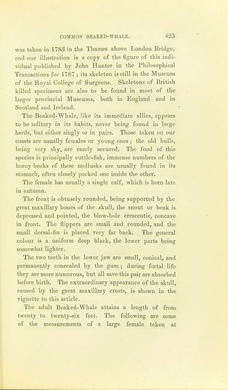 was taken in 1783 in the Thames above London Bridge, and our illustration is a copy of the figure of this indi- vidual published by John Hunter in the Philosophical Transactions for 1787 ; its skeleton is still in the Museum of the Royal College of Surgeons. Skeletons of British killed specimens are also to be found in most of the larger provincial Museums, both in England and in Scotland and Ireland. The Beaked-Whale, like its immediate allies, appears to be solitary in its habits, never being found in large herds, but either singly or in pairs. Those taken on our coasts are usually females or young ones ; the old bulls, being very shy, are rarely secured. The food of this species is principally cuttle-fish, immense numbers of the horny beaks of these mollusks are usually found in its stomach, often closely packed one inside the other. The female has usually a single calf, which is born late in autumn. The front is obtusely rounded, being supported by the great maxillary bones of the skull, the snout or beak is depressed and pointed, the blow-hole crescentic, concave in front. The flippers are small and rounded, and the small dorsal-fin is placed very far back. The general colour is a uniform deep black, the lower parts being somewhat lighter. The two teeth in the lower jaw are small, conical, and permanently concealed by the gum ; during foetal life they are more numerous, but all save this pair are absorbed before birth. The extraordinary appearance of the skull, caused by the great maxillary crests, is shown in the vignette to this article. The adult Beaked-Whale attains a length of from twenty to twenty-six feet. The following are some of the measurements of a large female taken at