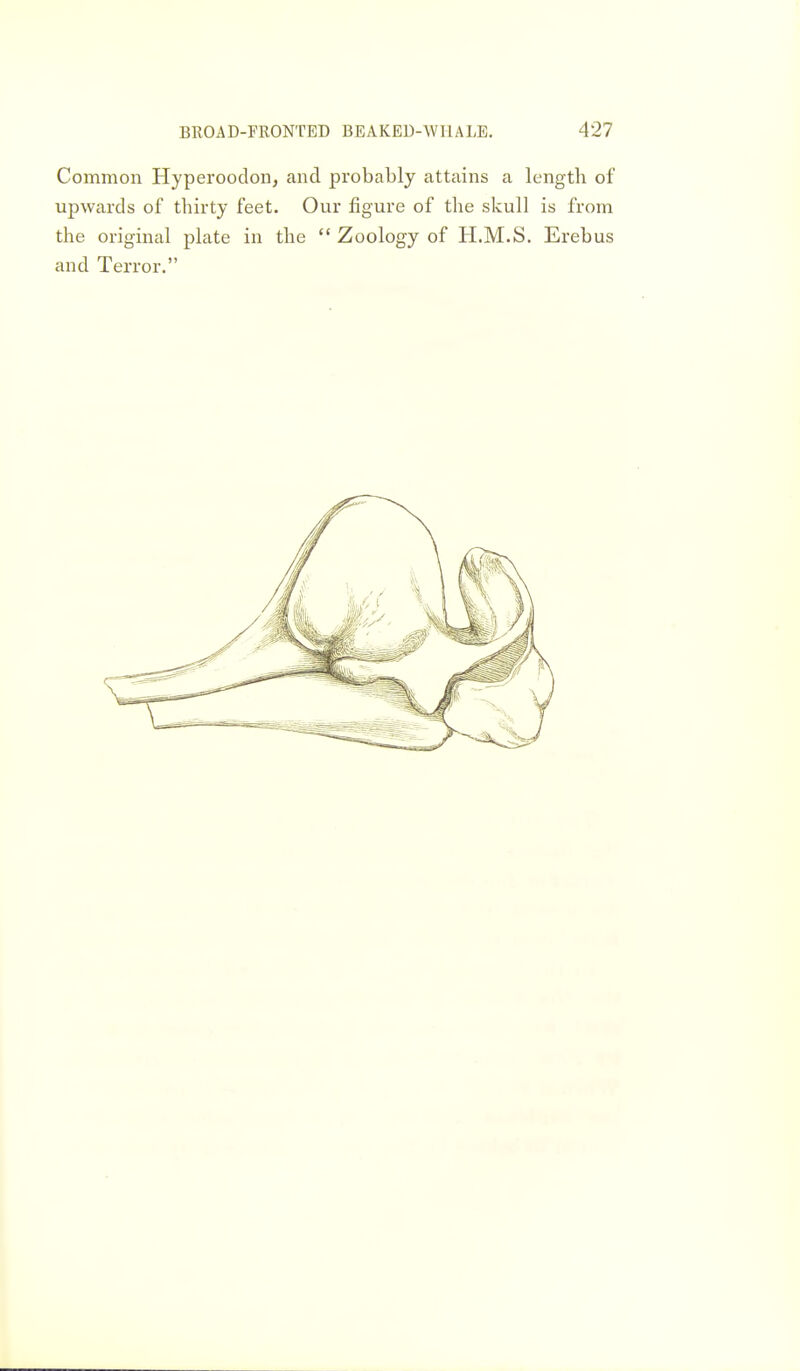 Common Hyperoodon, and probably attains a length of upwards of thirty feet. Our figure of the skull is from the original plate in the Zoology of H.M.S. Erebus and Terror.