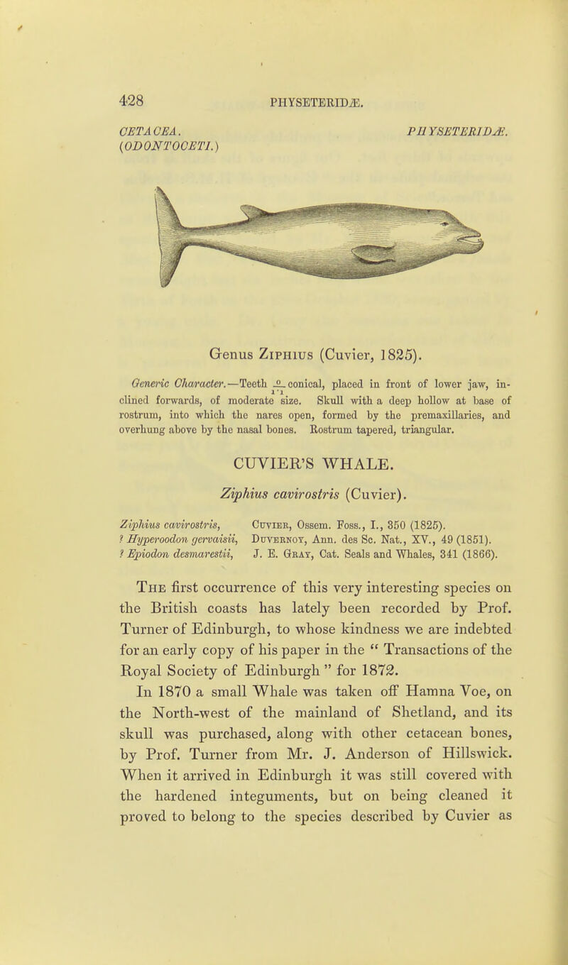 GETACEA. PUYSETERIDJf. {ODONTOGETI.) Genus Ziphius (Cuvier, 1825). Oeneric Charade.—Teeth JL conical, placed in front of lower jaw, in- clined forwards, of moderate size. Skull witli a deep hollow at base of rostrum, into which the nares open, formed by the premaxillaries, and overhung above by the nasal bones. Rostrum tapered, triangular, CUVIER'S WHALE. Ziphius cavirostris (Cuvier). Ziphius cavirostris, Cuvier, Ossem. Foss., I., 350 (1825). ? ITyperoodon gervaisii, Duveknoy, Ann. des Sc. Nat., XV., 49 (1851). ? Epiodon desmarestii, 3. E. Gray, Cat. Seals and Whales, 341 (1866). The first occurrence of this very interesting species on the British coasts has lately been recorded by Prof. Turner of Edinburgh, to whose kindness we are indebted for an early copy of his paper in the Transactions of the Royal Society of Edinburgh for 1872. In 1870 a small Whale was taken off Hamna Voe, on the North-west of the mainland of Shetland, and its skull was purchased, along with other cetacean bones, by Prof. Turner from Mr. J. Anderson of Hillswick. When it arrived in Edinburgh it was still covered with the hardened integuments, but on being cleaned it proved to belong to the species described by Cuvier as