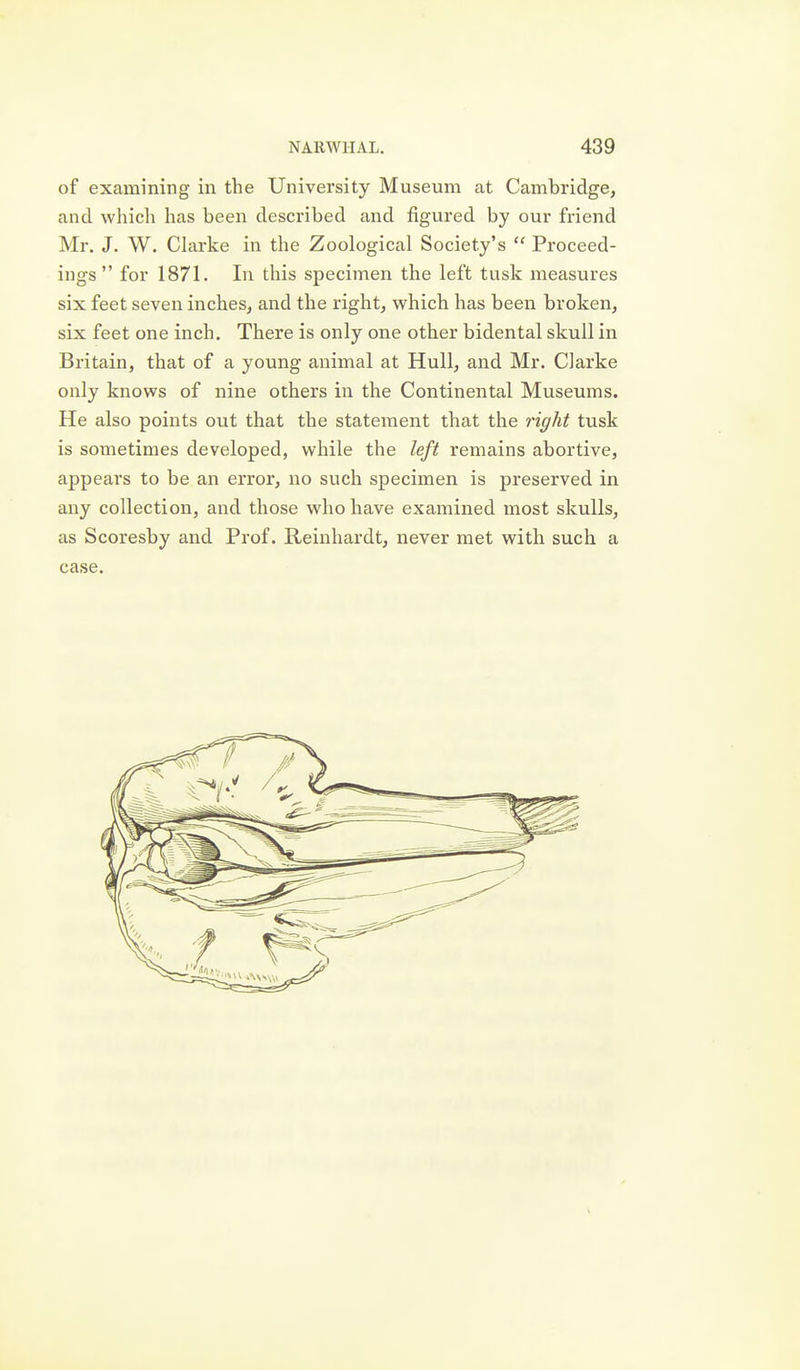 of examining in the University Museum at Cambridge, and which has been described and figured by our friend Mr. J. W. Clarke in the Zoological Society's  Proceed- ings  for 1871. In this specimen the left tusk measures six feet seven inches, and the right, which has been broken, six feet one inch. There is only one other bidental skull in Britain, that of a young animal at Hull, and Mr. Clarke only knows of nine others in the Continental Museums. He also points out that the statement that the right tusk is sometimes developed, while the left remains abortive, appears to be an error, no such specimen is preserved in any collection, and those who have examined most skulls, as Scoresby and Prof. Reinhardt, never met with such a case.