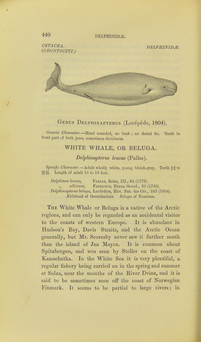 Genus Delphinapteuus (Lacepede, 1804). Oenenc Oha/racter.—Rend rounded, no beak ; no dorsal fin. Teeth in front part of both jaws, sometimes deciduous. WHITE WHALE, OR BELUGA. Delphinapterus leucas (Pallas). Specific Character. —KAxiM \fho\\y white, young bluish-grey. Teeth |:| to Length of adult 10 to IG feet. Belphinus leucas, Pallas, Reise, III., 92 (1776). ,, albicans, Fabrioius, Fauna Groenl., 50 (1780). Delphinapterus hchif/a, LaoepIidb, Hist. Nat. des Get., 243 (1804). Kellelnak of Greenlanders. Beluga of Russians. The White Whale or Beluga is a native of the Arctic regions, and can only be regarded as an accidental visitor to the coasts of western Europe. It is abundant in Hudson's Bay, Davis Straits, and the Arctic Ocean generally, but Mr. Scoresby never saw it further south than the island of Jan Mayen. It is common about Spitzbergen, and was seen by Steller on the coast of Kamschatka. In the White Sea it is very plentiful, a regular fishery being carried on in the .spring and summer at Solza, near the mouths of the River Dvina, and it is said to be sometimes seen off the coast of Norwegian Finmark. It seems to be partial to large rivers; in