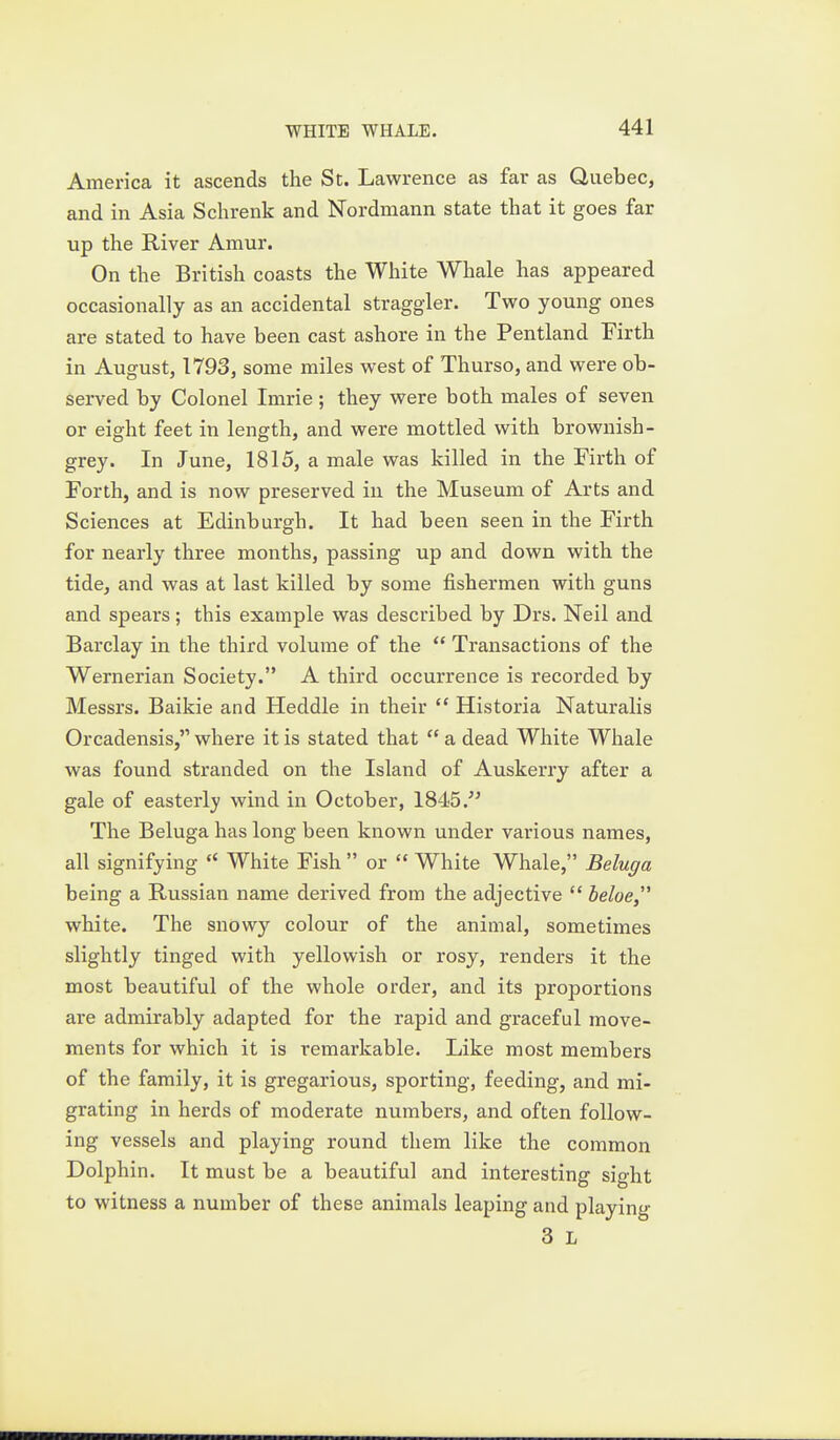 America it ascends the St. Lawrence as far as Quebec, and in Asia Schrenk and Nordmann state that it goes far up the River Amur. On the British coasts the White Whale has appeared occasionally as an accidental straggler. Two young ones are stated to have been cast ashore in the Pentland Firth in August, 1793, some miles west of Thurso, and were ob- served by Colonel Imrie ; they were both males of seven or eight feet in length, and were mottled with brownish- grey. In June, 1815, a male was killed in the Firth of Forth, and is now preserved in the Museum of Arts and Sciences at Edinburgh. It had been seen in the Firth for nearly three months, passing up and down with the tide, and was at last killed by some fishermen with guns and spears; this example was described by Drs. Neil and Barclay in the third volume of the  Transactions of the Wernerian Society. A third occurrence is recorded by Messrs. Baikie and Heddle in their  Historia Naturalis Orcadensis, where it is stated that  a dead White Whale was found stranded on the Island of Auskerry after a gale of easterly wind in October, 1845.'' The Beluga has long been known under various names, all signifying  White Fish  or  White Whale, Beluga being a Russian name derived from the adjective  beloe, white. The snowy colour of the animal, sometimes slightly tinged with yellowish or rosy, renders it the most beautiful of the whole order, and its proportions are admirably adapted for the rapid and graceful move- ments for which it is remarkable. Like most members of the family, it is gregarious, sporting, feeding, and mi- grating in herds of moderate numbers, and often follow- ing vessels and playing round them like the common Dolphin. It must be a beautiful and interesting sight to witness a number of these animals leaping and playing 3 L