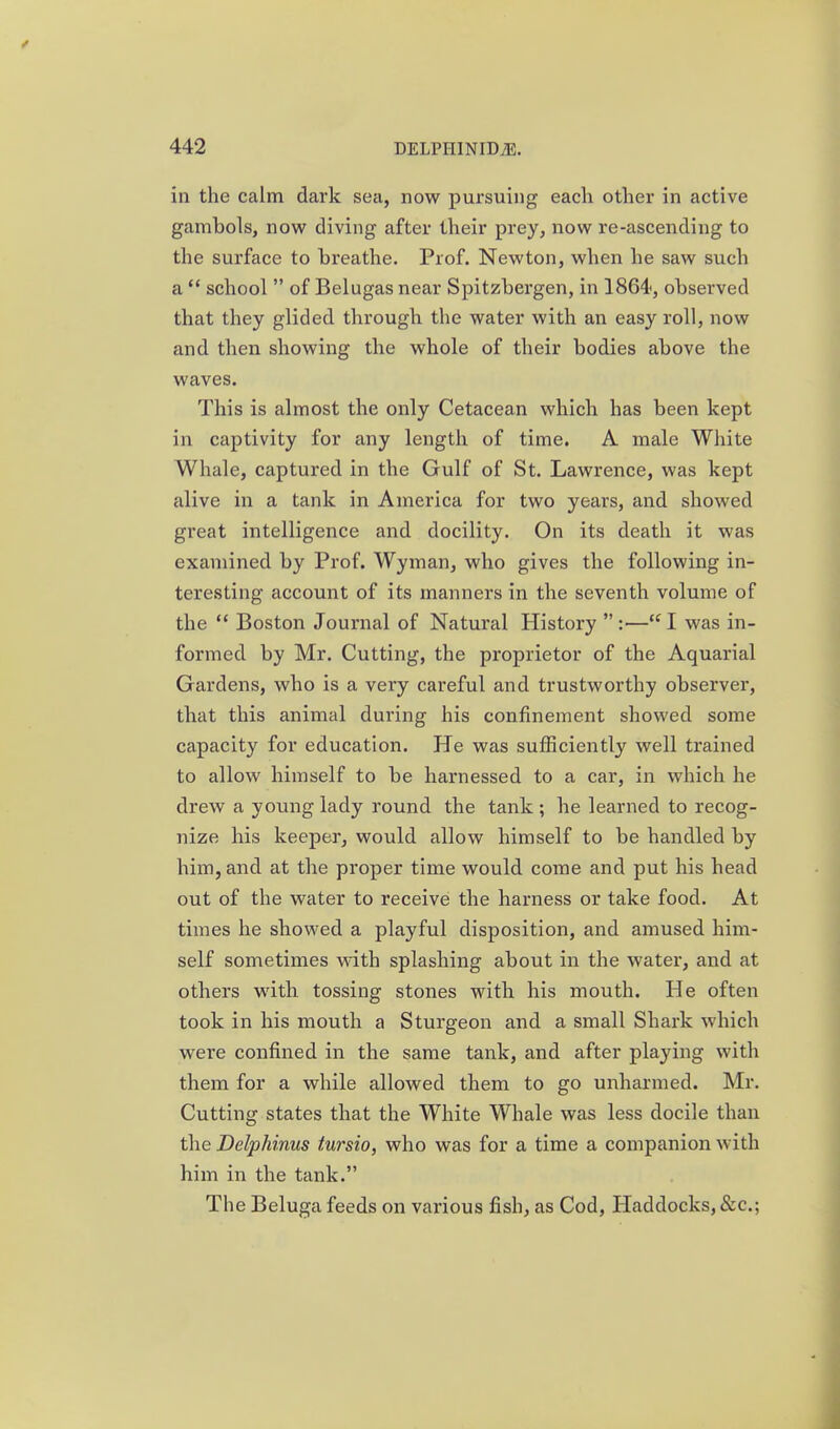 in the calm dark sea, now pursuing each other in active gambols, now diving after their prey, now re-ascending to the surface to breathe. Prof. Newton, when he saw such a  school  of Belugas near Spitzbergen, in 1864', observed that they glided through the water with an easy roll, now and then showing the whole of their bodies above the waves. This is almost the only Cetacean whicb has been kept in captivity for any length of time. A male Wliite Whale, captured in the Gulf of St. Lawrence, was kept alive in a tank in America for two years, and showed great intelligence and docility. On its death it was examined by Prof. Wyman, who gives the following in- teresting account of its manners in the seventh volume of the  Boston Journal of Natural History  :— I was in- formed by Mr. Cutting, the proprietor of the Aquarial Gardens, who is a very careful and trustworthy observer, tbat this animal during his confinement showed some capacity for education. He was sufficiently well trained to allow himself to be harnessed to a car, in which he drew a young lady round the tank ; he learned to recog- nize his keeper, would allow himself to be handled by him, and at the proper time would come and put his head out of the water to receive the harness or take food. At times he showed a playful disposition, and amused him- self sometimes with splashing about in the water, and at others with tossing stones with his mouth. He often took in his mouth a Sturgeon and a small Shark which were confined in the same tank, and after playing with them for a while allowed them to go unharmed. Mr. Cutting states that the White Whale was less docile than the Delphinus tursio, who was for a time a companion with him in the tank. The Beluga feeds on various fish, as Cod, Haddocks, &c.;
