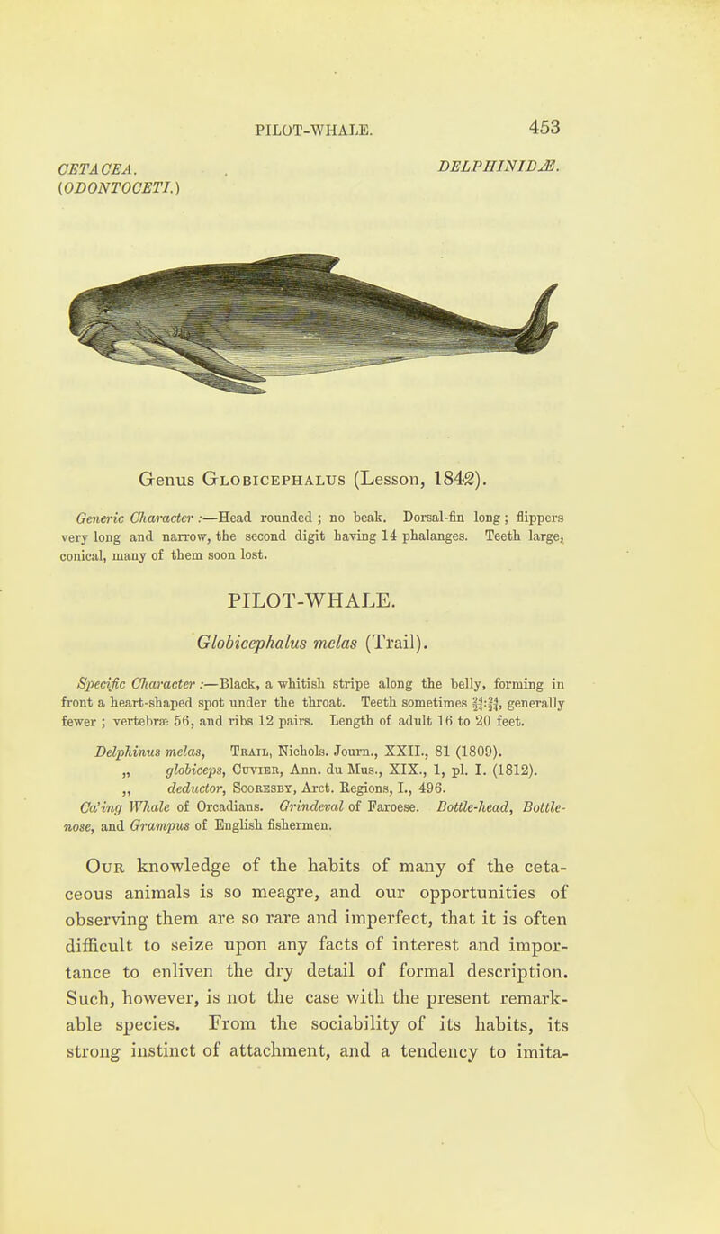 CETACEA. (ODONTOCETI.) PILOT-WHALE. 453 DELPIIINIDJE. Genus Globicephalus (Lesson, 1842). Generic Cfharacter :—Head rounded ; no beak. Dorsal-fin long; flippers very long and narrow, the second digit having 14 phalanges. Teeth large, conical, many of them soon lost. PILOT-WHALE. Globicephalus melas (Trail). Bpecijlc Cliaracter :—Black, a whitish stripe along the belly, forming in front a heart-shaped spot under the throat. Teeth sometimes j^jl, generally fewer ; vertebrie 56, and ribs 12 pairs. Length of adult 16 to 20 feet. Belphinus melas, Trail, Nichols. Joum., XXII., 81 (1809). „ globiceps, Cuvier, Ann. du Mus., XIX., 1, pi. I. (1812). cleductor, Scoresbt, Arct. Regions, I., 496. Ca'ing Whale of Orcadians. Orindeval of Faroese. Bottle-head, Bottle- nose, and Grampus of English fishermen. Our knowledge of the habits of many of the ceta- ceous animals is so meagre, and our opportunities of observing them are so rare and imperfect, that it is often difficult to seize upon any facts of interest and impor- tance to enliven the dry detail of formal description. Such, however, is not the case with the present remark- able species. From the sociability of its habits, its strong instinct of attachment, and a tendency to imita-
