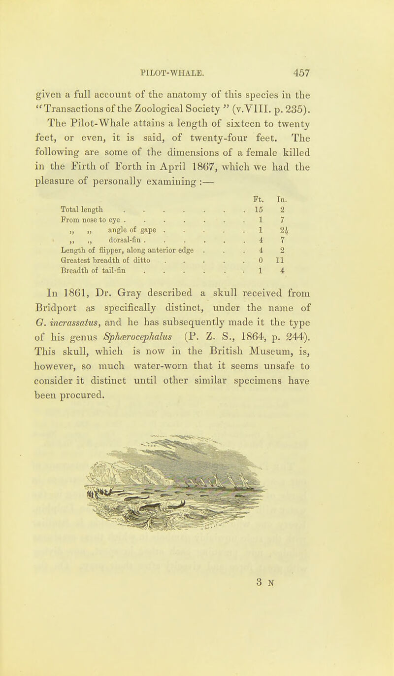 given a full account of the anatomy of this species in the Transactions of the Zoological Society  (v.VlII. p. 235). The Pilot-Whale attains a length of sixteen to twenty feet, or even, it is said, of twenty-four feet. The following are some of the dimensions of a female killed in the Firth of Forth in April 1867, which we had the pleasure of personally examining :— Ft. In. Total length 15 2 From nose to eye ....... 1 7 „ „ angle of gape 1 2^ ,, ,, dorsal-fin ...... 4 7 Length of flipper, along anterior edge ... 4 2 Greatest breadth of ditto . . . . .0 11 Breadth of tail-fin 14 In 1861, Dr. Gray described a skull received from Bridport as specifically distinct, under the name of G. incrassatus, and he has subsequently made it the type of his genus Sphcerocephalus (P. Z. S., 1864, p. 244). This skull, which is now in the British Museum, is, however, so much water-worn that it seems unsafe to consider it distinct until other similar specimens have been procured. 3 N