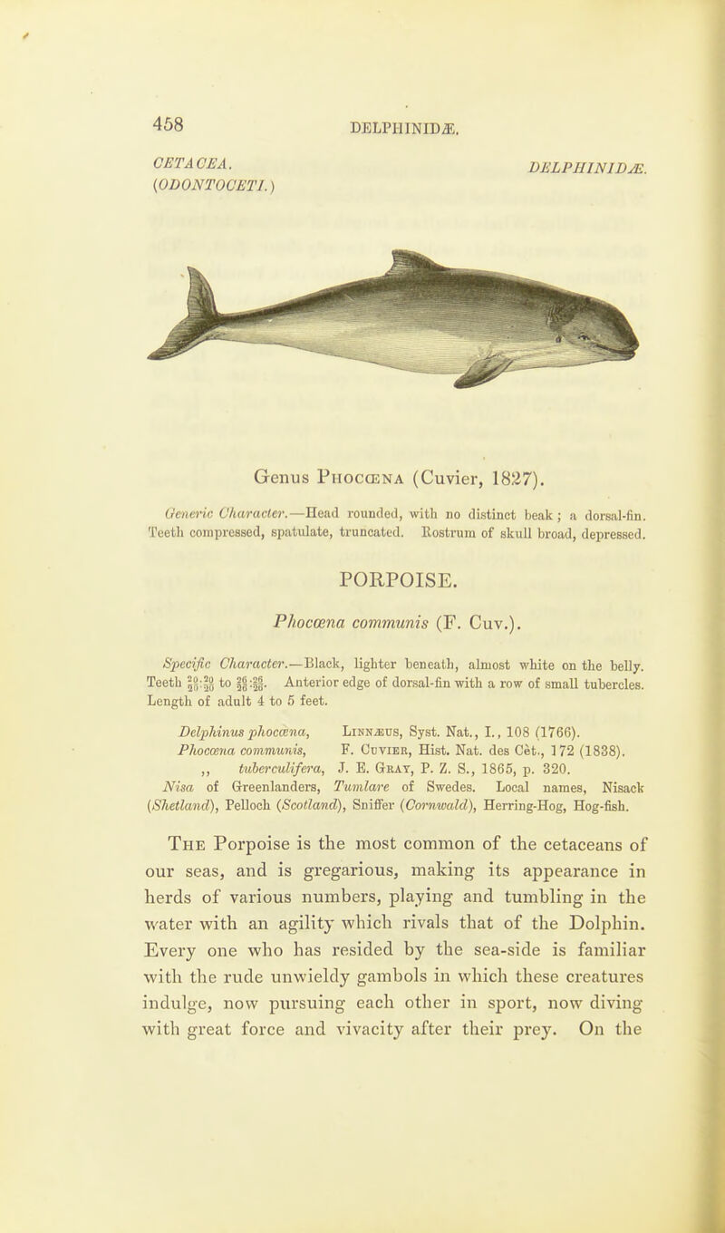 QETA OEA. DELPHINIDJE. {ODONTOCETI.) Genus Phoccena (Cuvier, 1827). Generic Character.—Head rounded, with no distinct beak; a dorsal-fin. Teetli compressed, spatulate, truncated. Rostrum of skull broad, depressed. PORPOISE. Phoccena communis (F. Cuv.). Specific Character.—Black, lighter beneath, almost white on the belly. Teeth to Anterior edge of dorsal-fin with a row of small tubercles. Leng:th of adult 4 to 5 feet. Belphinus phoccena, Linn^us, Syst. Nat., I., 108 (1766). Phoccena communis, F. Ccvier, Hist. Nat. des Get., 172 (1838). ,, tuberculifera, J. E. Gray, P. Z. S., 1865, p. 320. Nisa of Greenlanders, Tumlare of Swedes. Local names, Nisack (Shetland), Pelloch {Scotland), SnifiFer (Cornwald), Herring-Hog, Hog-fish. The Porpoise is the most common of the cetaceans of our seas, and is gregarious, making its appearance in herds of various numbers, playing and tumbling in the water with an agility which rivals that of the Dolphin. Every one who has resided by the sea-side is familiar with the rude unwieldy gambols in which these creatures indulge, now pursuing each other in sport, now diving with great force and vivacity after their prey. On the
