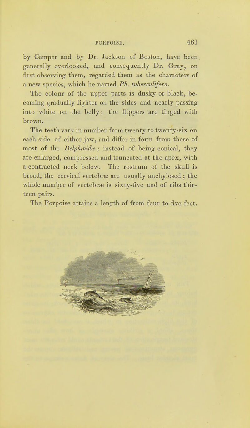 by Camper and by Dr. Jackson of Boston, have been generally overlooked, and consequently Dr. Gray, on first observing them, regarded them as the characters of a new species, which he named Ph. tuberculifera. The colour of the upper parts is dusky or black, be- coming gradually lighter on the sides and nearly passing into white on the belly ; the flippers are tinged with brown. The teeth vary in number from twenty to twenty-six on each side of either jaw, and differ in form from those of most of the Delphinidce ; instead of being conical, they are enlarged, compressed and truncated at the apex, with a contracted neck below. The rostrum of the skull is broad, the cervical vertebrae are usually anchylosed ; the whole number of vertebrae is sixty-five and of ribs thir- teen pairs. The Porpoise attains a length of from four to five feet.