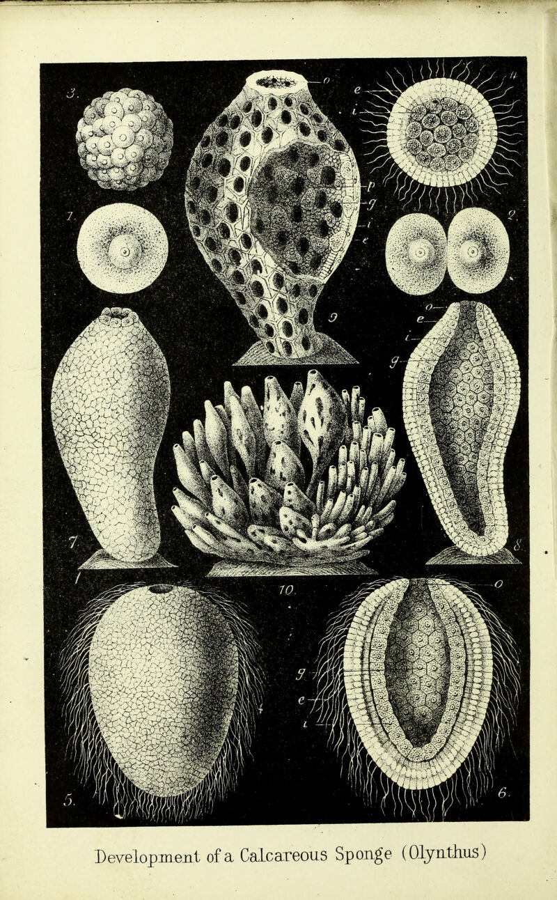 DeTelopment of a Calcareous Sponge (OlyutJius)