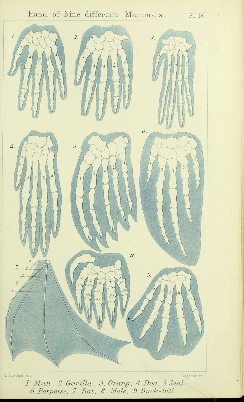 'Pi Lagesse sc. 1. McLix, 2. Gorilla, 3. Oran.q, 4^.Boa, 5.Seal G.Forpoise, 7. Bat, 8. Mole, 9. Duck-hill.