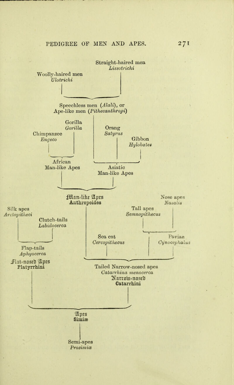 Straight-haired men Lissotrichi Woolly-haired men UlotricM Speechless men (Alali), or Ape-like men (Pithecanthropi) Gorilla Gorilla Chimpanzee Engeco Orang Satyrus Gibbon Hylohates African Man-like Apes Asiatic Man-like Apes Silk apes Arctopitheci Anthropoides Nose apes NasaLis Clutch-tails Labidocerca Flap-tails Aphyocerca Platyrrhini Tall apes Semnopithecus Sea cat Cercopithecus Pavian Cynocephalas Tailed Narrow-nosed apes Catarrhina menocerca Catarrhiui Simise Semi-apes ProsimicB