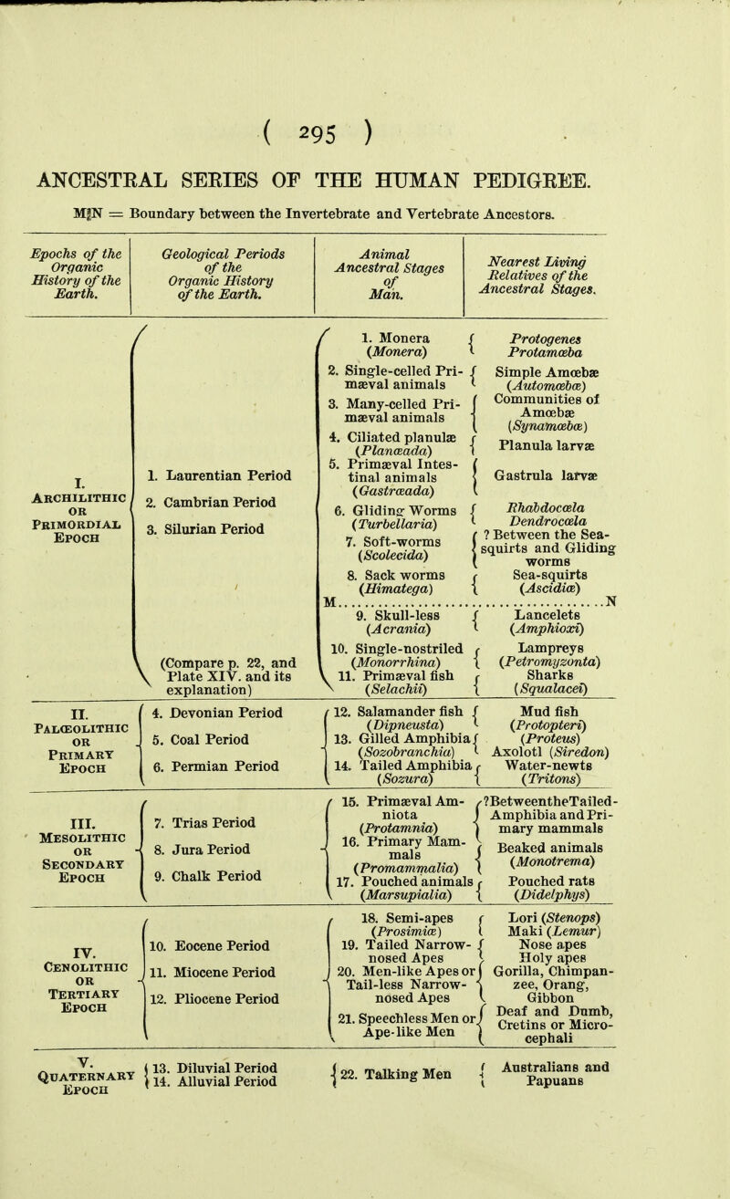 ANCESTEAL SBEIES OP THE HUMAN PEDIGREE. M|N = Boundary between the Invertebrate and Vertebrate Ancestors. Epochs of the Organic History of the Earth. Geological Periods of the Organic History of the Earth. Animal Ancestral Stages of Mail. Nearest Living Relatives of the Ancestral Stages. Archimthic OK Pbimordiai. Epoch 1. Laurentian Period 2. Cambrian Period 3. Silurian Period \ (Compare p. 22, and Plate XIV. and its explanation) 1. Monera (Monera) 2. Single-celled Pri- maeval animals 3. Many-celled Pri- maeval animals 4. Ciliated planulae {Planosada) 5. Primaeval Intes- tinal animals (Gastrceada) 6, Glidins Worms (Turbellaria) 7. Soft-worms (Scoledda) Protogenes Protamoeba Simple Amoebae (Automoeboe) Communities of Amoebae M. 8. Sack worms (Himatega) Planula larvae Gastrula larvae f Rhabdocosla \ Dendrocoela { ? Between the Sea- \ squirts and Gliding ( worms ( Sea-squirts \ (Ascidioi) N 9. Skull-less (Acrania) 10. Single-nostriled I Lancelets {Amphiocci) Lampreys (Petromyzonta) Sharks {Squalacei) II. PAIitEOIilTHIC OR Primary Epoch 4. Devonian Period 5. Coal Period 6. Permian Period 12. Salamander fish / Mud fish (Dipneusta) (Protopteri) 13. Gilled Amphibia/ (Protetis) (Sozobranchia) Axolotl (Siredon) 14. Tailed Amphibia/■ Water-newts (Sozura) \ (Tritons) III. Mesomthic OR Secondary Epoch 7. Trias Period 8. Jura Period 9. Chalk Period / 15. Primaeval Am- niota (Protamnia) 16. Primary Mam- mals ( Promammalia) 17. Pouched animals (Marsupialia) f?BetweentheTailed ■ Amphibia and Pri- mary mammals ( Beaked animals I (Monotrema) r Pouched rats t (Didelphys) IV. Cenomthic or Tertiary Epoch 10. Eocene Period 11. Miocene Period 12. Pliocene Period 18. Semi-apes r liori (Stenops) (ProsimicB) { Maki (Lemur) 19. Tailed Narrow- / Nose apes nosed Apes i Holy apes 20. Men-like Apes or j Gorilla, Chimpan- Tail-less Narrow- i zee, Orang, nosed Apes \ Gibbon Deaf and Dumb, Cretins or Micro- cephali 21. Speechless Men or J Ape-like Men j ^„. ^Z' * „v i 13. Diluvial Period Quaternary Alluvial Period Epoch * ■j 22. Talking Men ( Australians and t Papuans