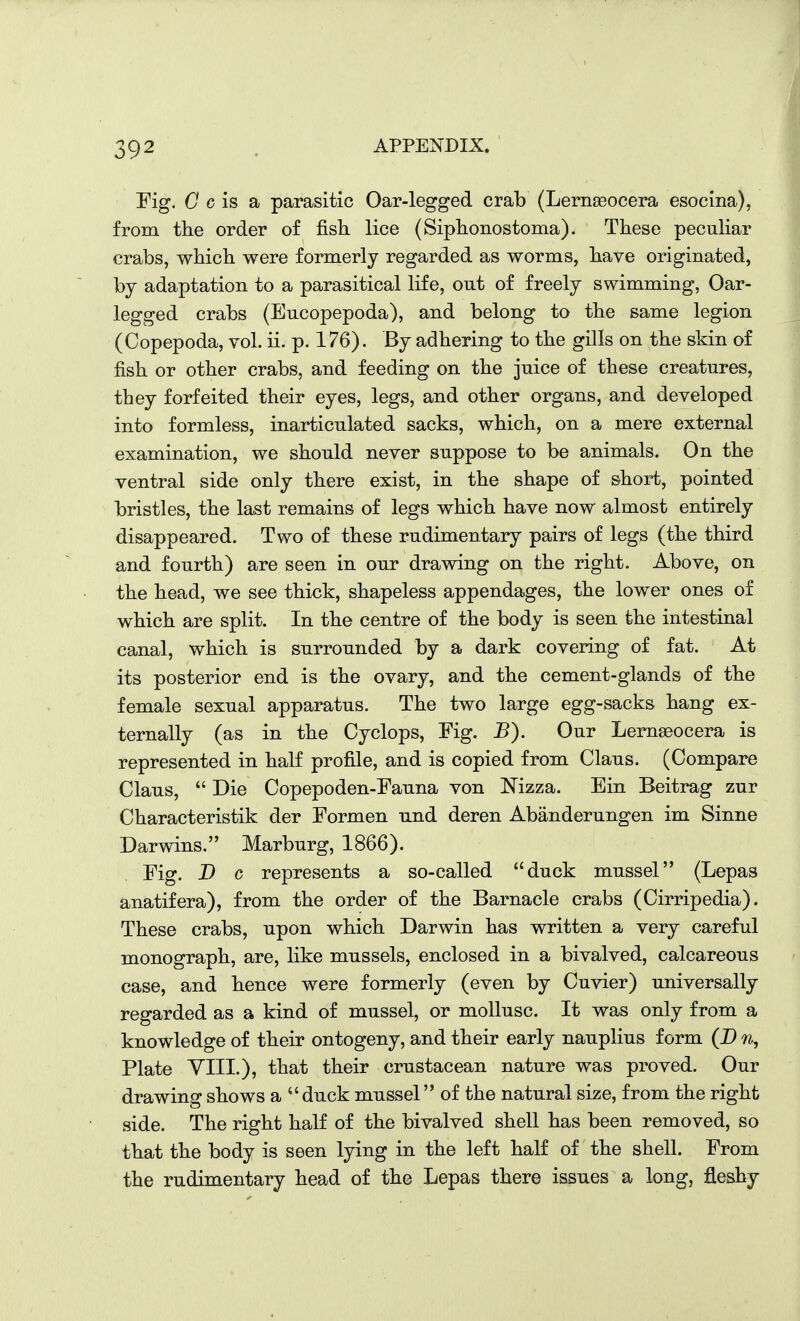 Fig. (7 c is a parasitic Oar-legged crab (Lernseocera esocina), from the order of fish lice (Siphonostoma). These peculiar crabs, which were formerly regarded as worms, have originated, by adaptation to a parasitical life, out of freely swimming, Oar- legged crabs (Eucopepoda), and belong to the same legion (Copepoda, vol. ii. p. 176). By adhering to the gills on the skin of fish or other crabs, and feeding on the juice of these creatures, they forfeited their eyes, legs, and other organs, and developed into formless, inarticulated sacks, which, on a mere external examination, we should never suppose to be animals. On the ventral side only there exist, in the shape of short, pointed bristles, the last remains of legs which have now almost entirely disappeared. Two of these rudimentary pairs of legs (the third and fourth) are seen in our drawing on the right. Above, on the head, we see thick, shapeless appendages, the lower ones of which are split. In the centre of the body is seen the intestinal canal, which is surrounded by a dark covering of fat. At its posterior end is the ovary, and the cement-glands of the female sexual apparatus. The two large egg-sacks hang ex- ternally (as in the Cyclops, Fig. B). Our Lernseocera is represented in half profile, and is copied from Glaus. (Compare Claus,  Die Copepoden-Fauna von Nizza. Ein Beitrag zur Characteristik der Formen und deren Abanderungen im Sinne Darwins. Marburg, 1866). Fig. D c represents a so-called duck mussel (Lepas anatifera), from the order of the Barnacle crabs (Cirripedia). These crabs, upon which Darwin has written a very careful monograph, are, like mussels, enclosed in a bivalved, calcareous case, and hence were formerly (even by Cuvier) universally regarded as a kind of mussel, or mollusc. It was only from a knowledge of their ontogeny, and their early nauplius form (D n, Plate YIII.), that their crustacean nature was proved. Our drawing shows a duck mussel of the natural size, from the right side. The right half of the bivalved shell has been removed, so that the body is seen lying in the left half of the shell. From the rudimentary head of the Lepas there issues a long, fleshy