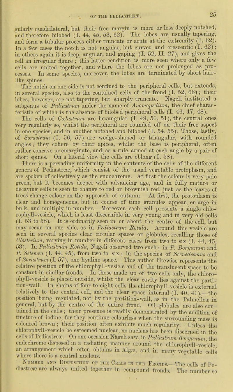 gulaily quadiilateral, but thek free margin is more or less deeply notched, and therefore bilobed (I. 44, 45, 53, 62). The lobes are usually tapering, and form a tubular process either mmcate or acute at the extremity (I, 62). In a few cases the notch is not angulai-, but cui-ved and erescentic (I. 62); in others again it is deep, angular, and gaping (I. 52, II. 27), and gives the cell an irregidar figure ; this latter condition is more seen where only a few cells are imited together, and where the lobes are not prolonged as pro- cesses. In some species, moreover, the lobes are terminated by short hair- like spines. The notch on one side is not confined to the peripheral cells, but extends, in several species, also to the contained cells of the frond (I. 52, 66) ; their- lobes, however, are not tapering, but sharply truncate. Nageli instituted a subgenus of Pediastrurn under the name of Anomojjedium, the chief charac- teristic of which is the absence of bilobed peripheral cells (I. 46, 47, 48). The cells of Ccelastrimi are hexangTilar (I. 49, 50, 51), the central ones veiy regularly so, whilst the peripheral are rounded off on theii free aspect in one sjDecies, and in another notched and bilobed (I. 54, 55). Those, lastly, of Sorastrum (I. 56, 57) are wedge-shaped or triangular, with rounded angles; they cohere by their apices, whilst the base is peripheral, often rather concave or emai'ginate, and, as a rule, armed at each angle by a pair of short spiaes. On a lateral view the cells are oblong (I. 58). There is a pei-vadiag uniformity in the contents of the cells of the different genera of PediastrcEB, which consist of the usual vegetable protoplasm, and are spoken of collectively as the endochrome. At first the colour is veiy pale green, but it becomes deeper with advancing age, and in fully mature or decayiag cells is seen to change to red or brownish red, just as the leaves of trees change colour on the approach of autumn. At first, the protoplasm is clear and homogeneous, but ia course of time granules appeal', enlarge in bulk, and multiply ia number. Moreover, each cell presents a single chlo- rophyll-vesicle, which is least discernible iu very young and ia very old cells (I. 53 to 58). It is ordinarily seen ia or about the centre of the cell, but may occur on one side, as ia Pediastrurn JRotula. Aroimd this vesicle are seen in several species clear circular spaces or globules, recalling those of Glosterium, vaiying ia number in different cases from two to sis (I. 44, 45, 53). In Pediastnim JRotula, NageH observed tAVO such; ia P. Boryanum and P. Selencea (I. 44, 45), from two to six; ia the species of Scenedesmics and of Sorastrum (I. 57), one hyaliae space. This author likewise represents the relative position of the chlorophyll-vesicle and of the translucent space to be constant in similar fronds. In those made up of two cells only, the chloro- phyll-vesicle is placed outside, whilst the clear- cavity lies agaiast the parti- tion-wall. Iu chains of foxu- to eight cells the chlorophyll-vesicle is external relatively to the central cell, and the clear space iaternal (I. 40, 41), the position being regulated, not by the partition-wall, as in the PalmeUeiB in general, but by the centre of the entii-e frond. OU-globules are also con- tained in the cells ; their presence is readily demonstrated by the addition of tincture of iodine, for they continue colourless when tiio surrounding mass is coloiu-ed bro\ra ; their position often exhibits much regularity. Unless the chlorophyll-vesicle be esteemed nuclear, no nucleus has been discenicd in the cells of Pediastrea^. On one occasion Niigeli saw, in Pediastrurn Boryanum, the endochrome disposed in a radiating manner around the chlorophyll-vesicle an arrangement which often obtams in Algaj, and in many vegetable cells where there is a central nucleus. Number and DisrosrrroN of titk Cells in the Fhondr.—The cells of Pe- (hastrese are always united together in compound fronds. The number so