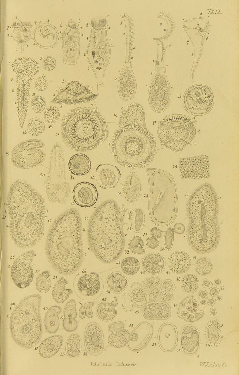Prttchards Infusoria. WJAlais 6'c